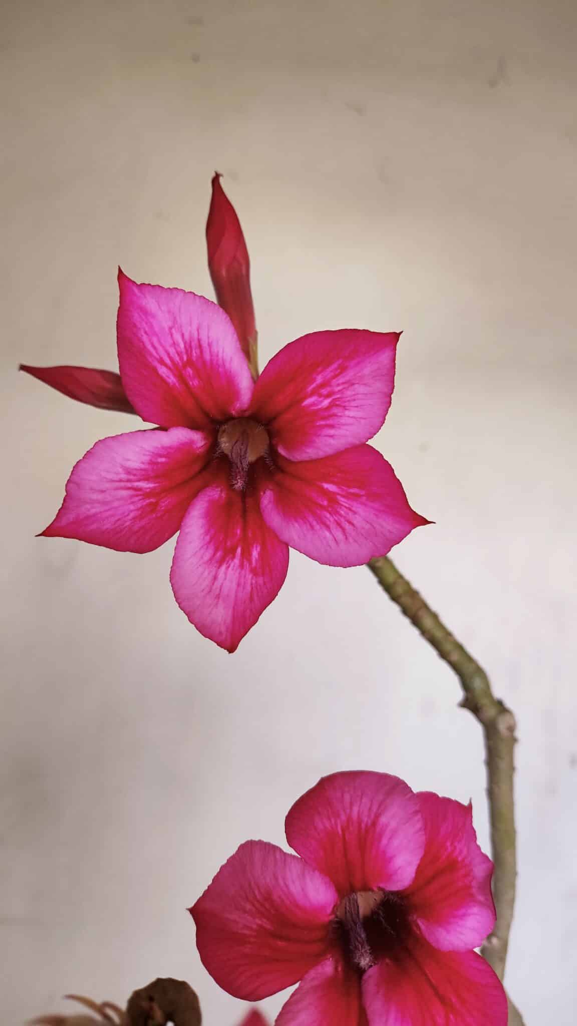 Planta Simples 3192 – 35cm – 03 anos - foto 4
