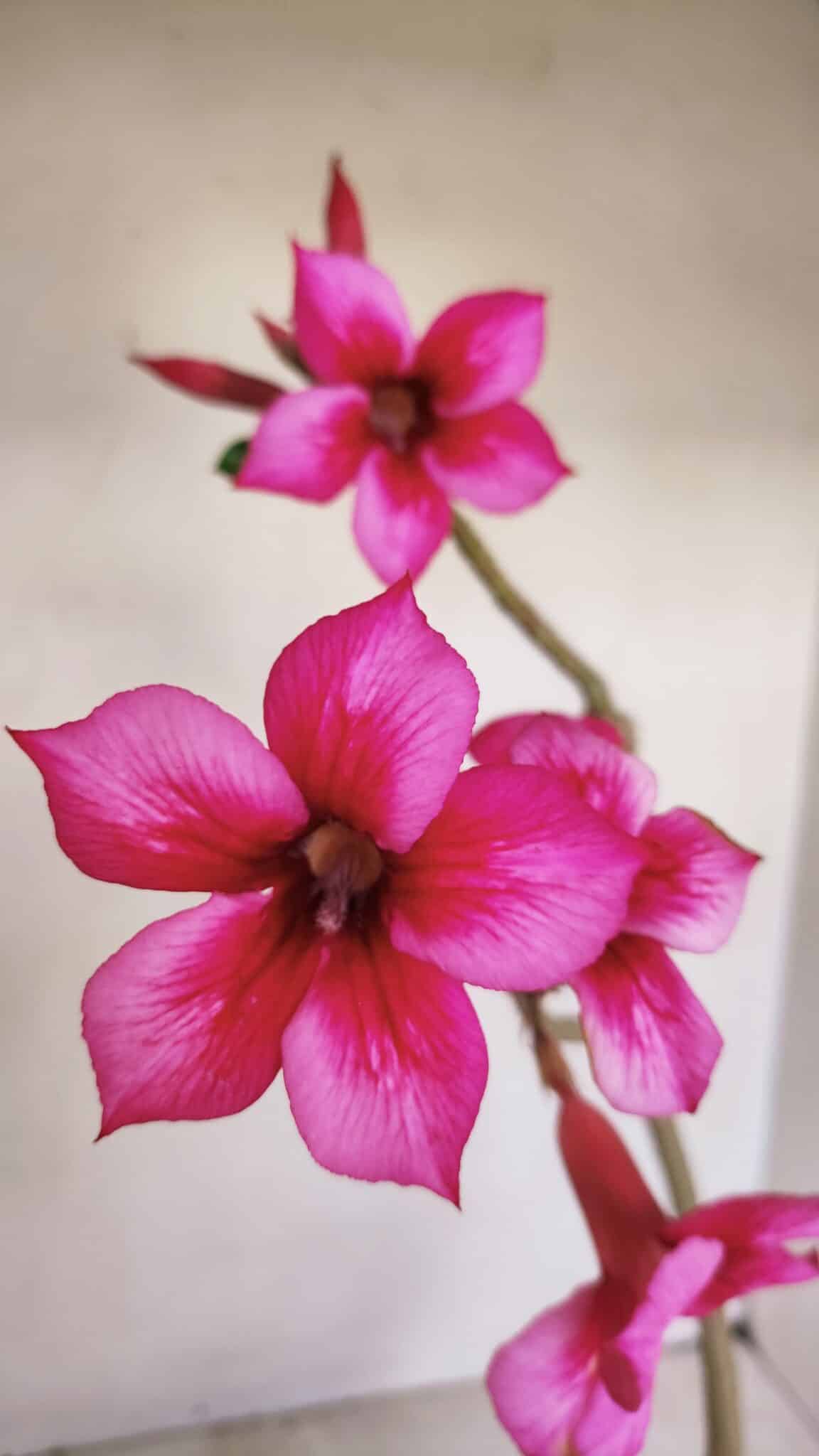 Planta Simples 3192 – 35cm – 03 anos - foto 3