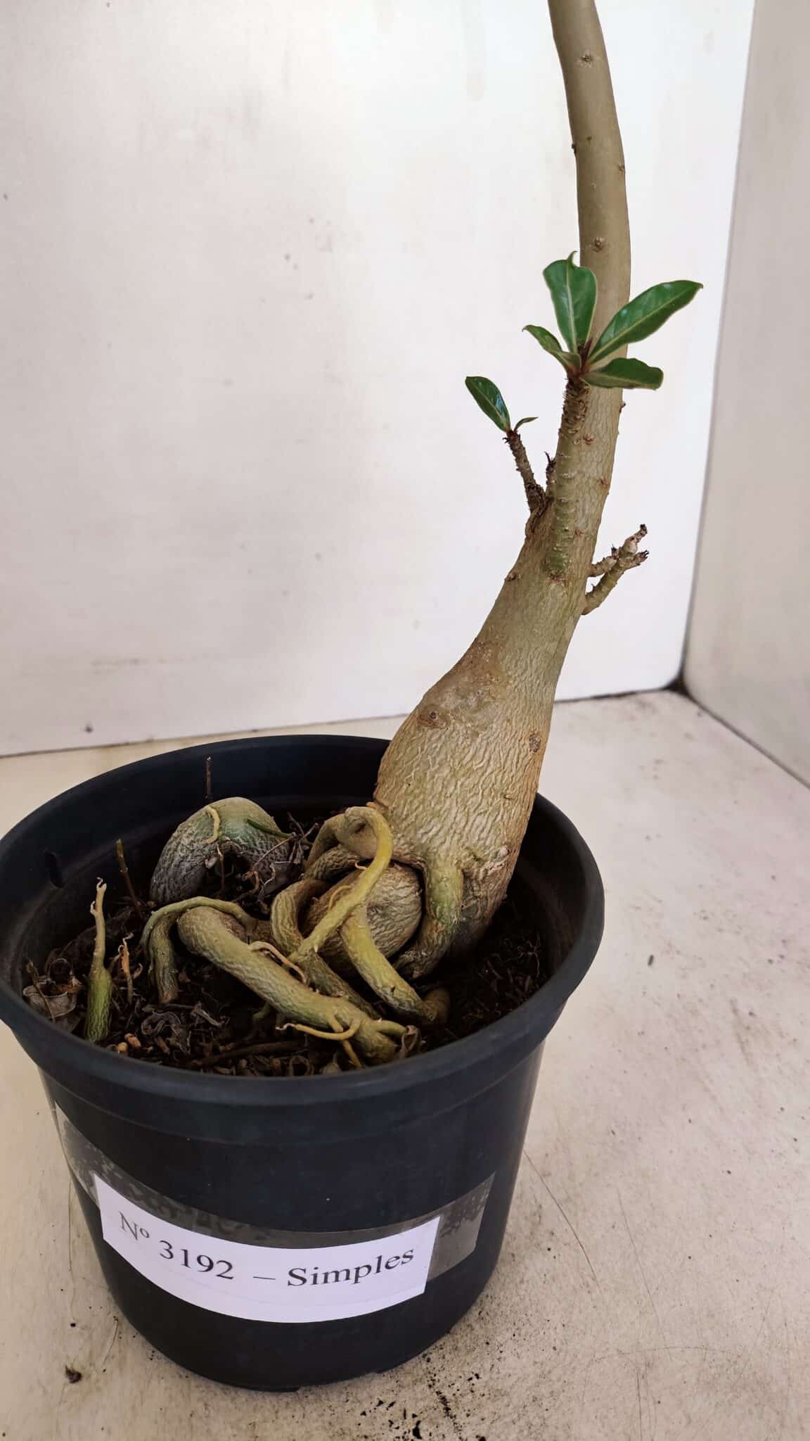 Planta Simples 3192 – 35cm – 03 anos - foto 7
