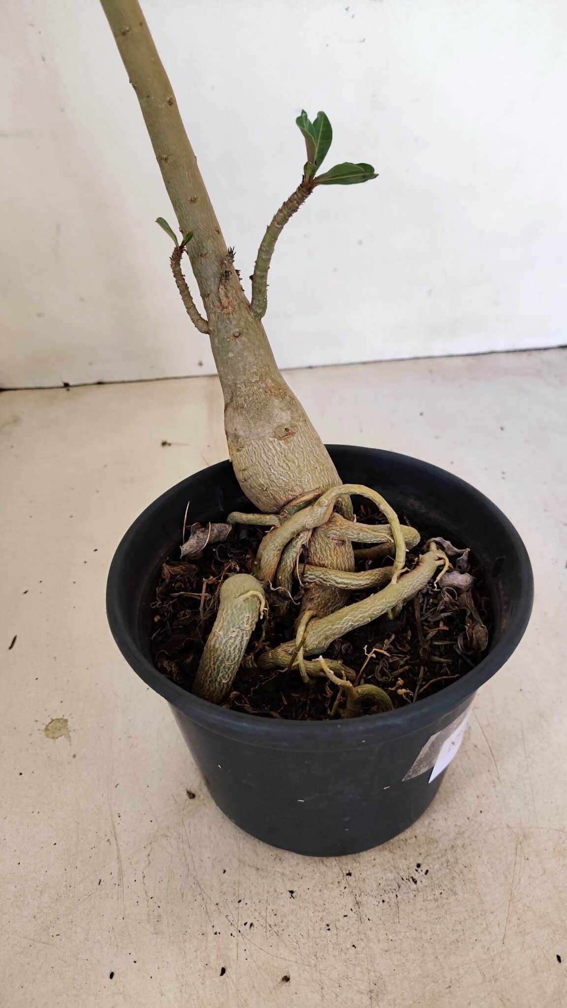 Planta Simples 3192 – 35cm – 03 anos - foto 6