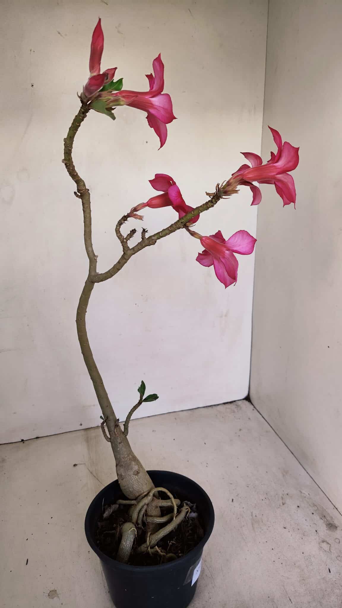 Planta Simples 3192 – 35cm – 03 anos - foto 5