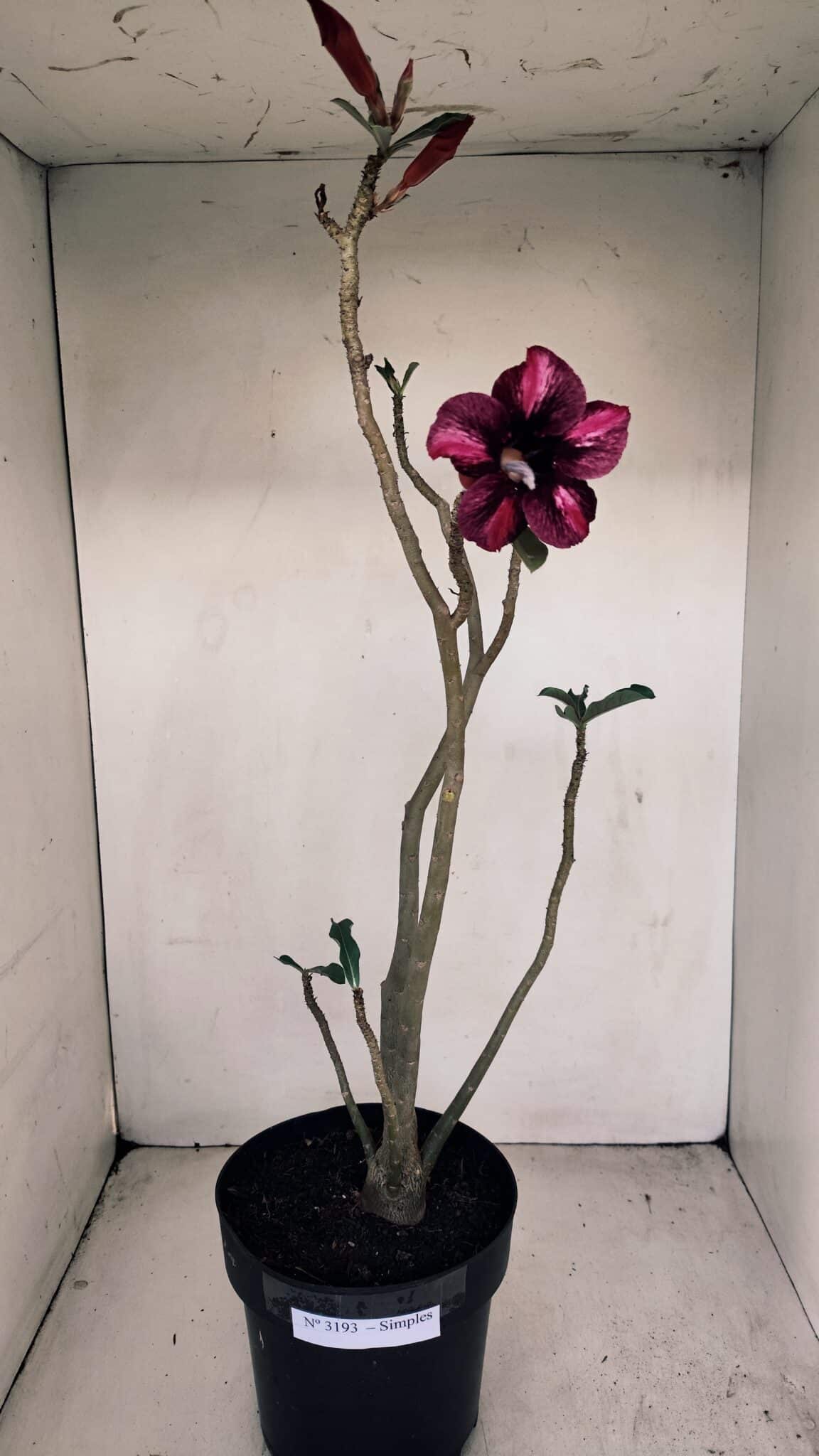 Planta Simples 3193 – 40cm – 03 anos - foto 2