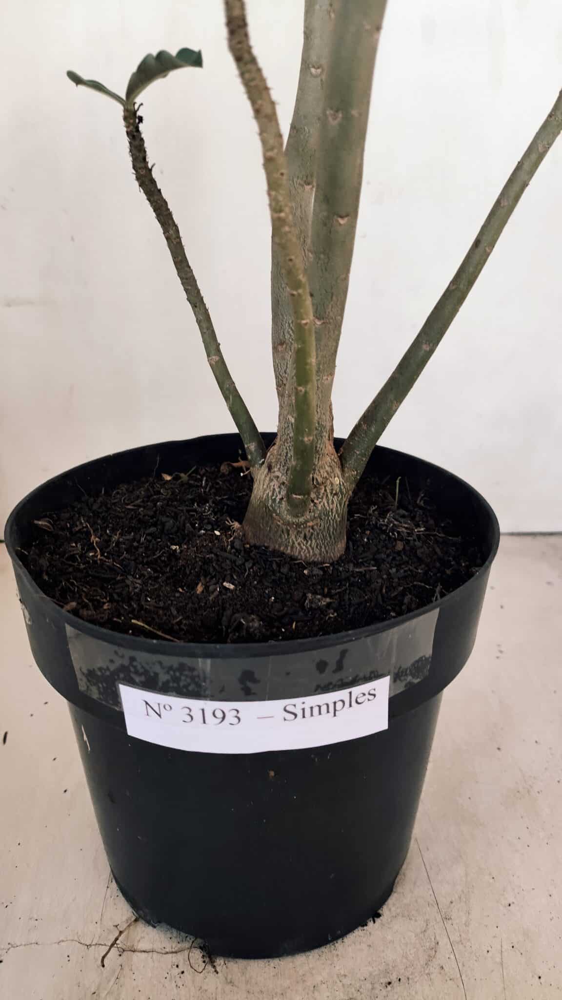 Planta Simples 3193 – 40cm – 03 anos - foto 6