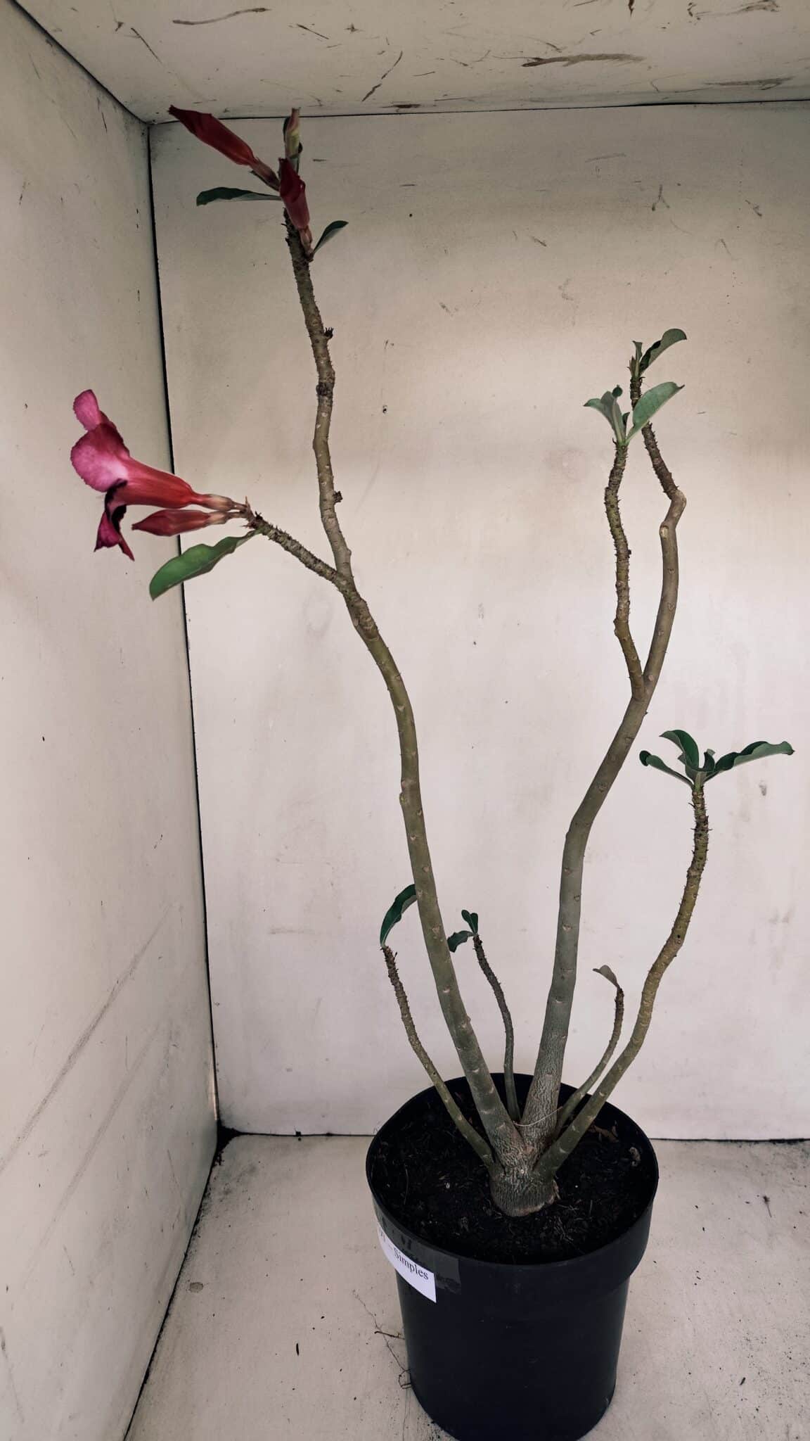 Planta Simples 3193 – 40cm – 03 anos - foto 5