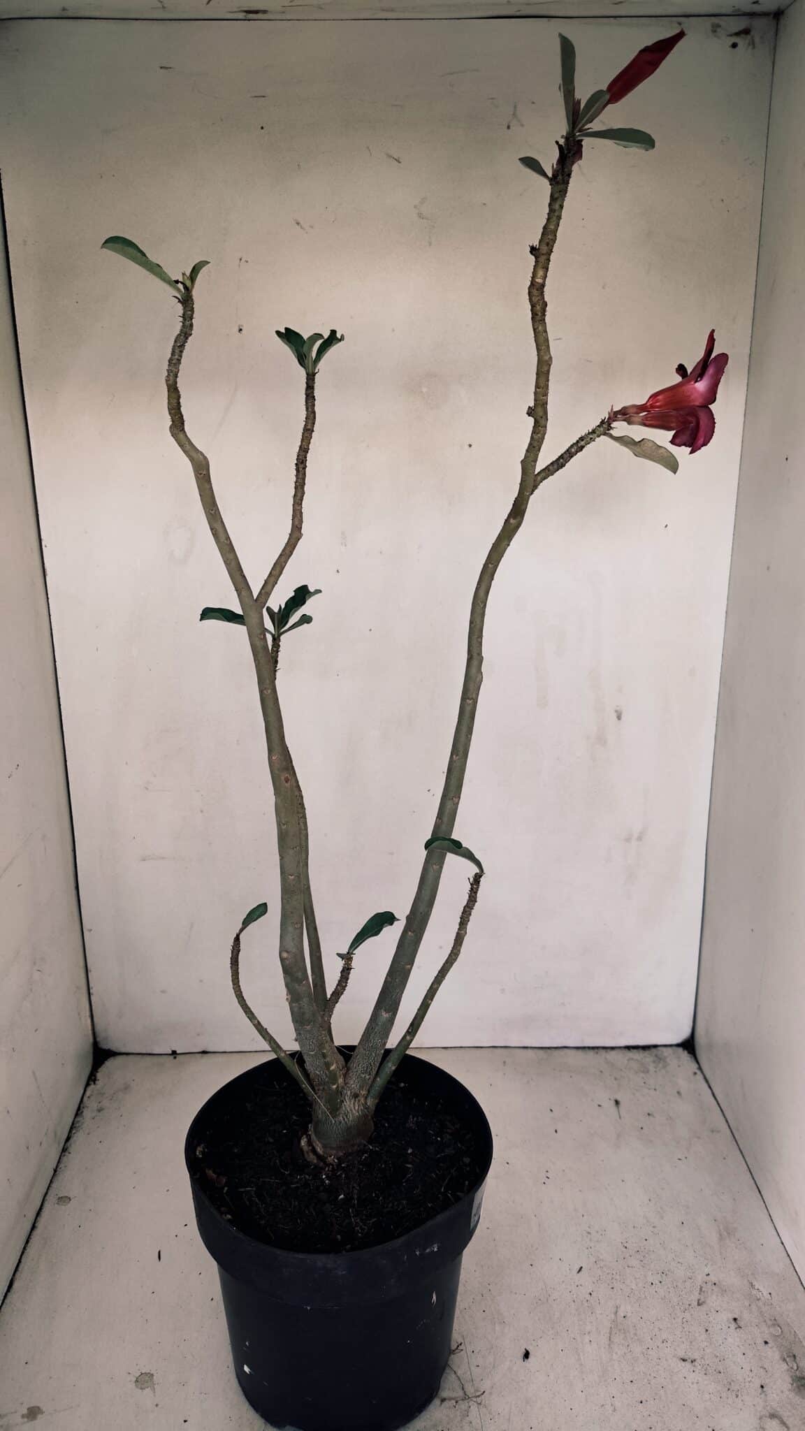 Planta Simples 3193 – 40cm – 03 anos - foto 4