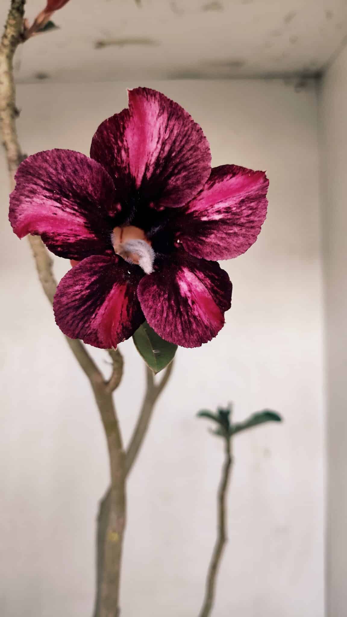 Planta Simples 3193 – 40cm – 03 anos - foto 3