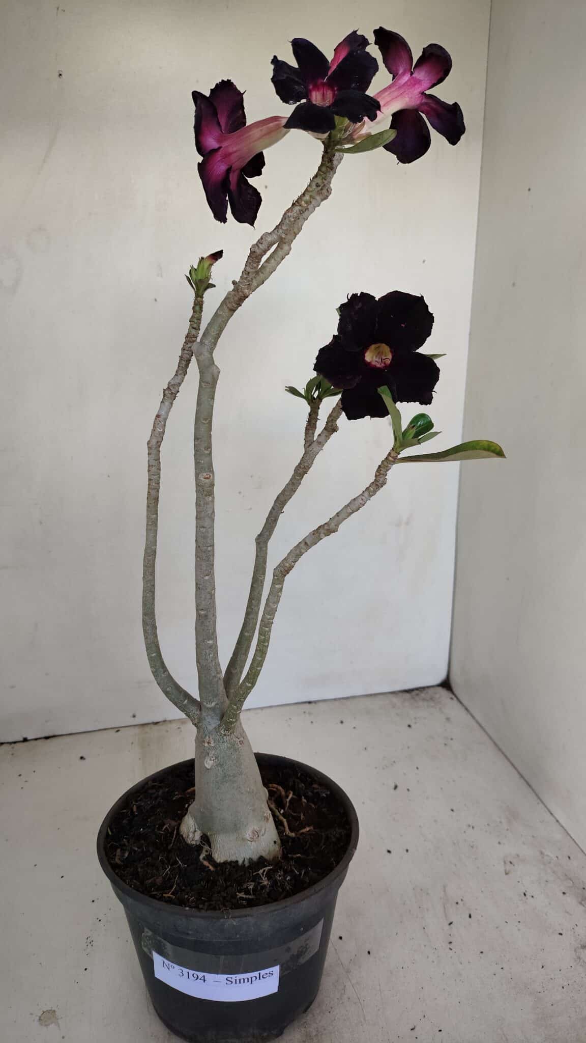 Planta Simples 3194 – 35cm – 03 anos - foto 2