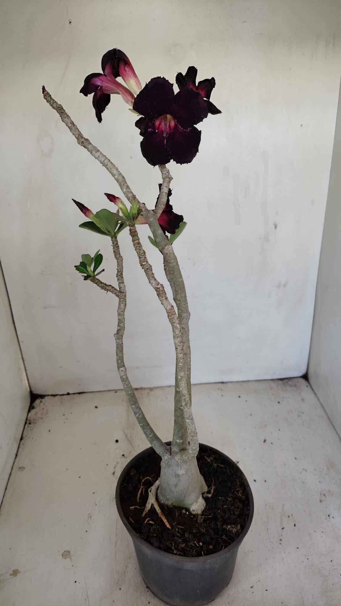 Planta Simples 3194 – 35cm – 03 anos - foto 7