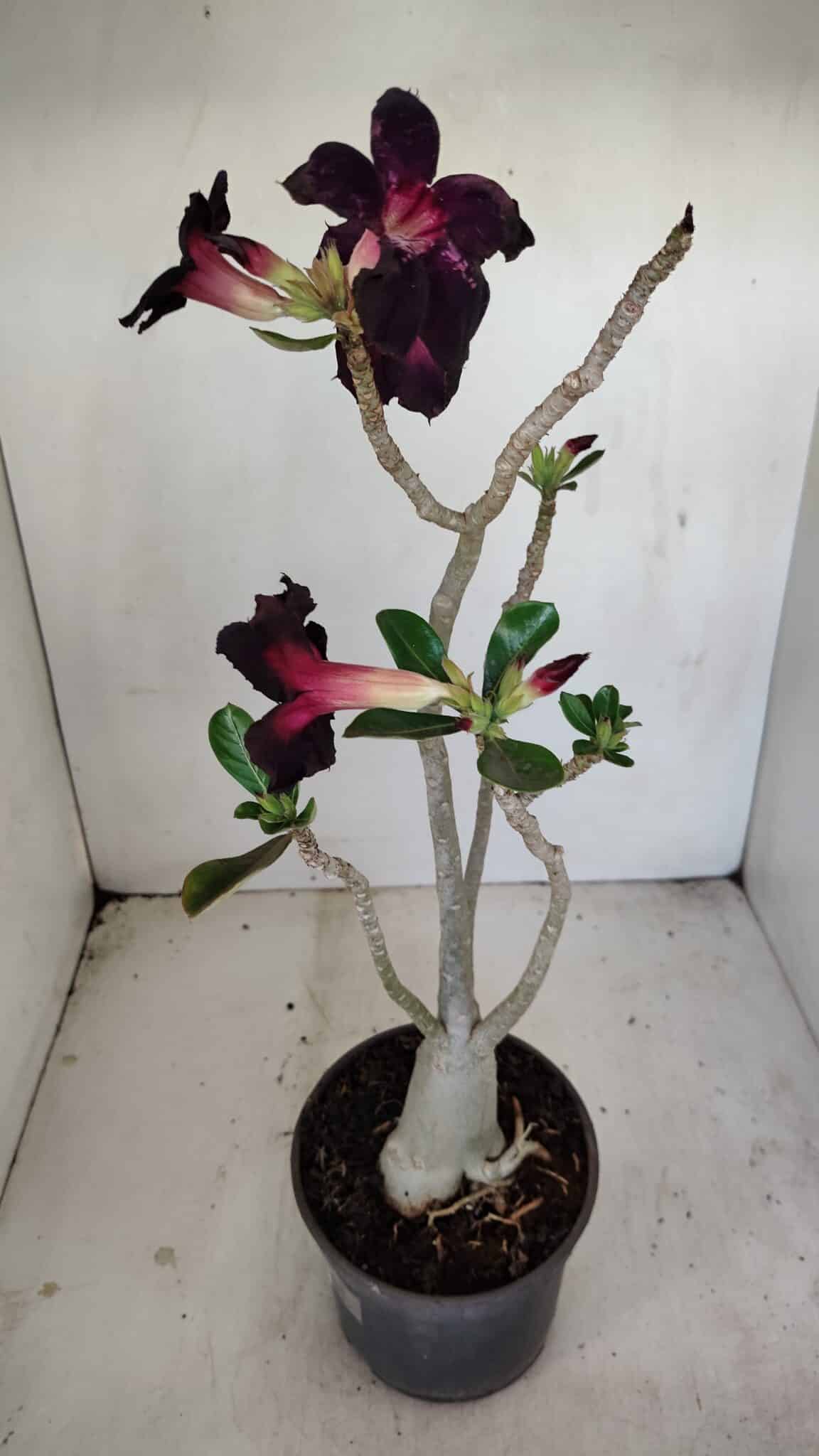 Planta Simples 3194 – 35cm – 03 anos - foto 6