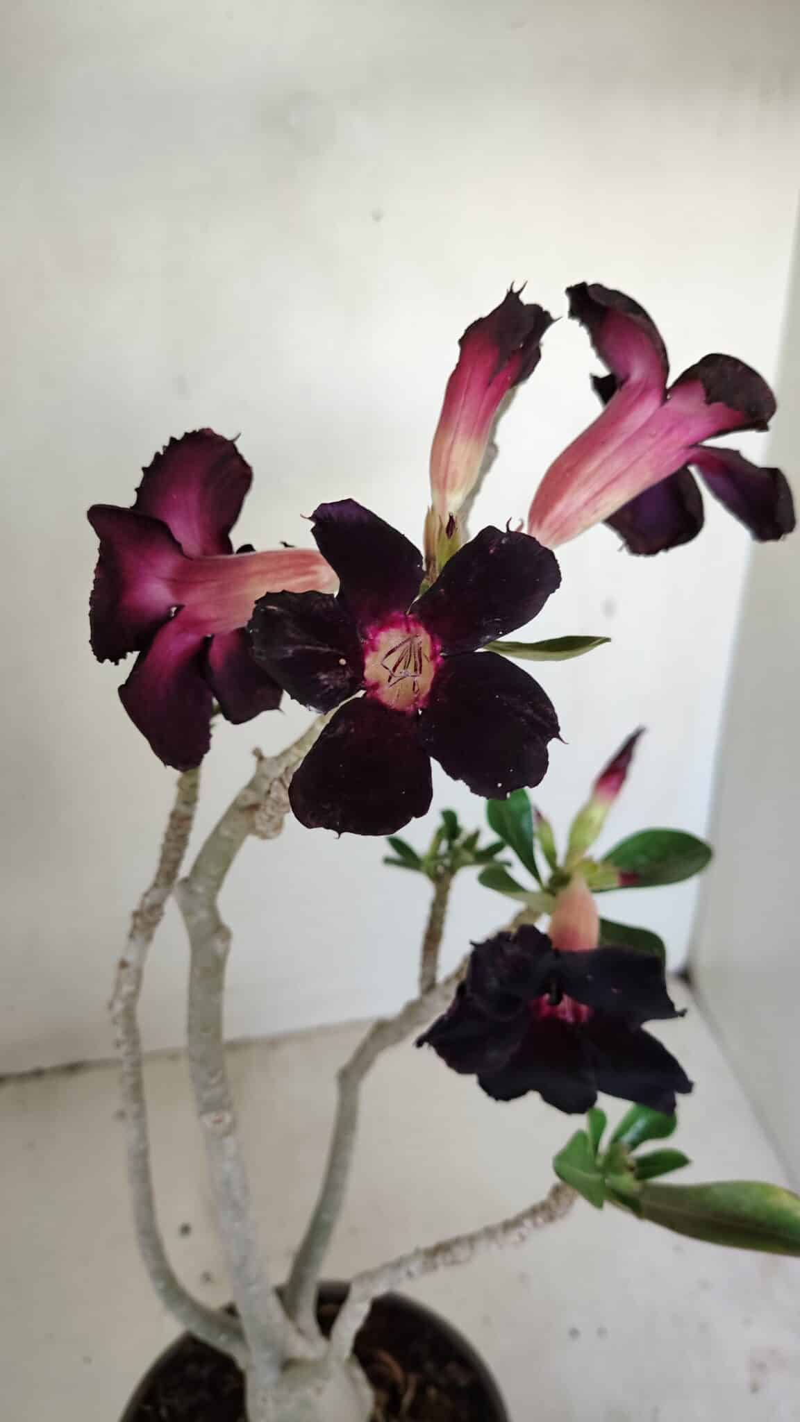 Planta Simples 3194 – 35cm – 03 anos - foto 3