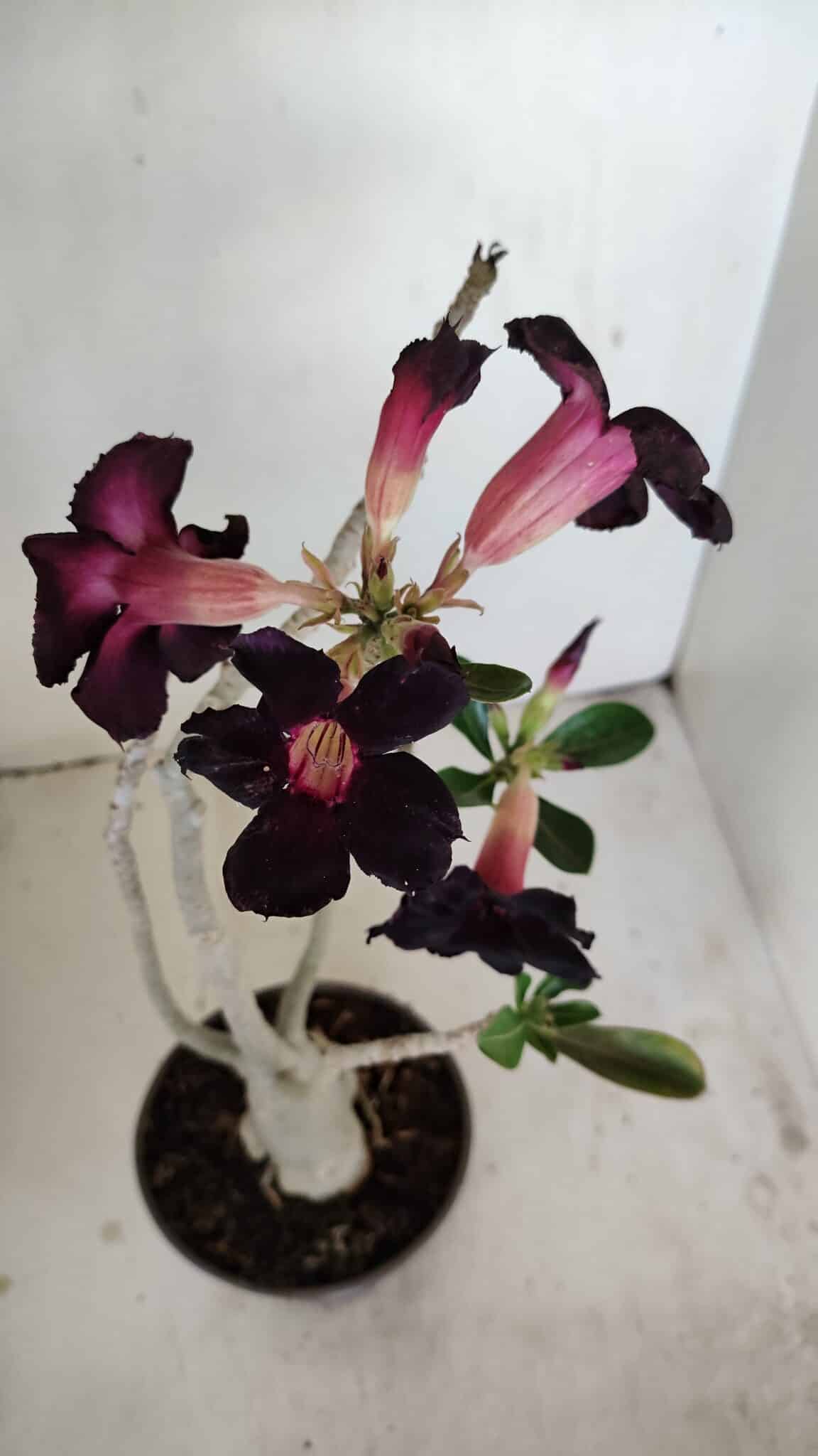 Planta Simples 3194 – 35cm – 03 anos - foto 4
