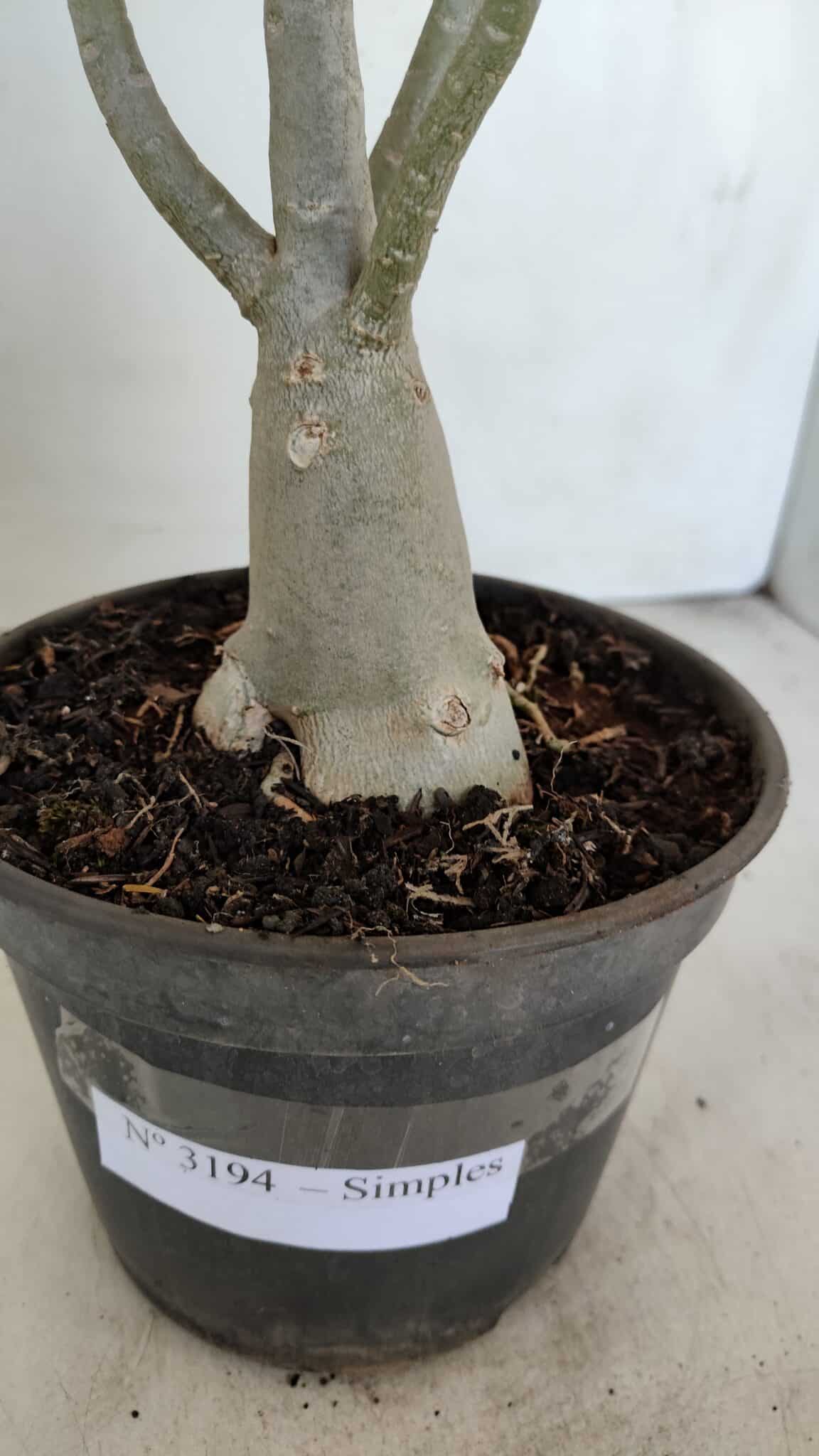 Planta Simples 3194 – 35cm – 03 anos - foto 5
