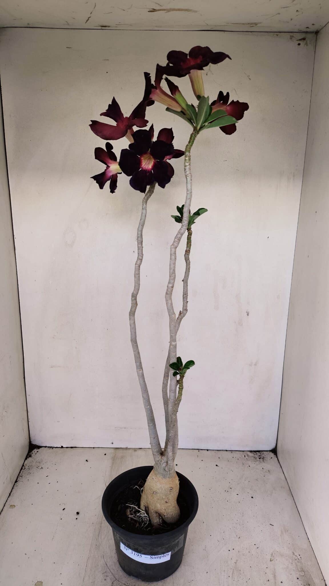 Planta Simples 3195 – 35cm – 03 anos - foto 2