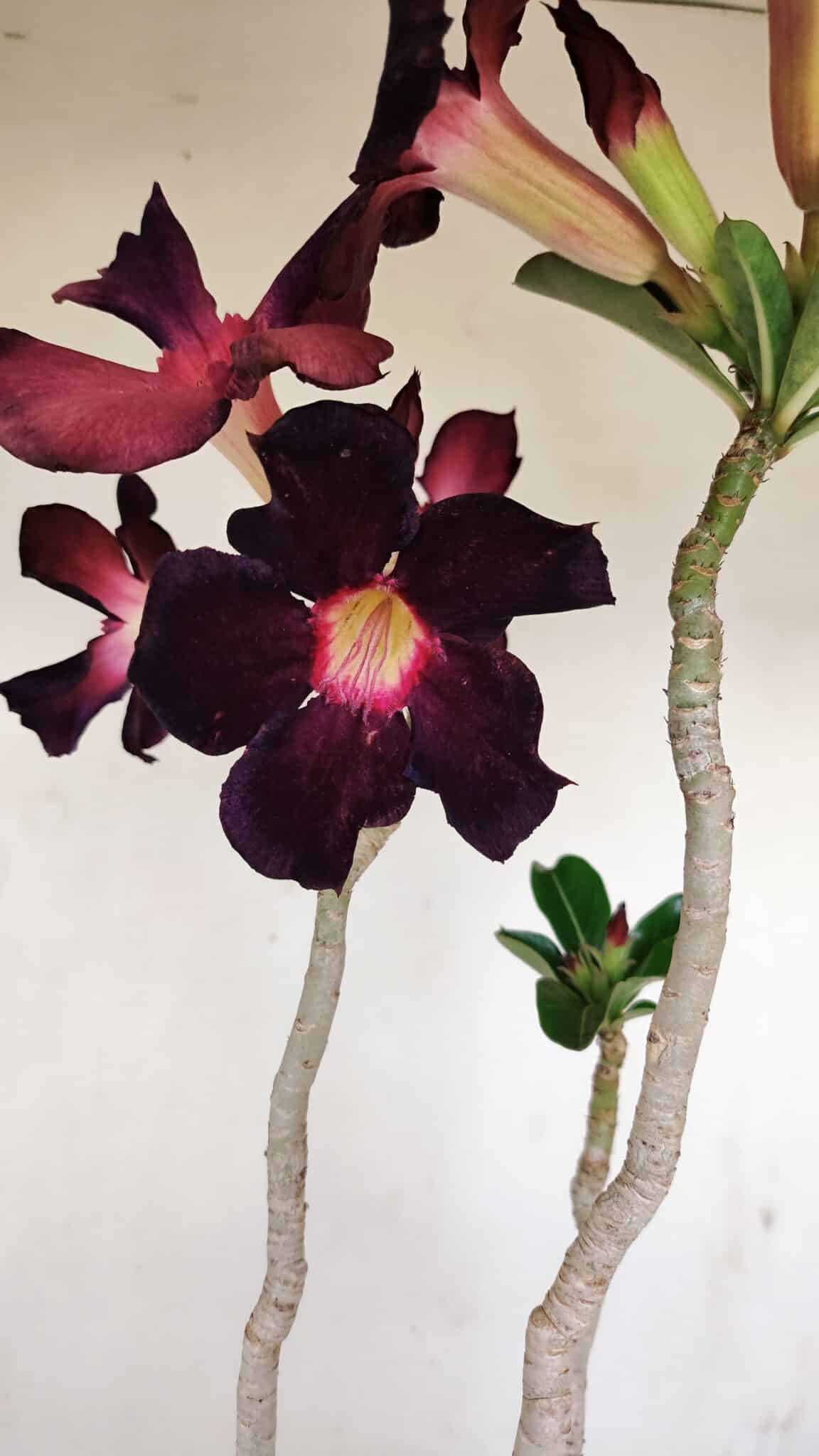 Planta Simples 3195 – 35cm – 03 anos - foto 3