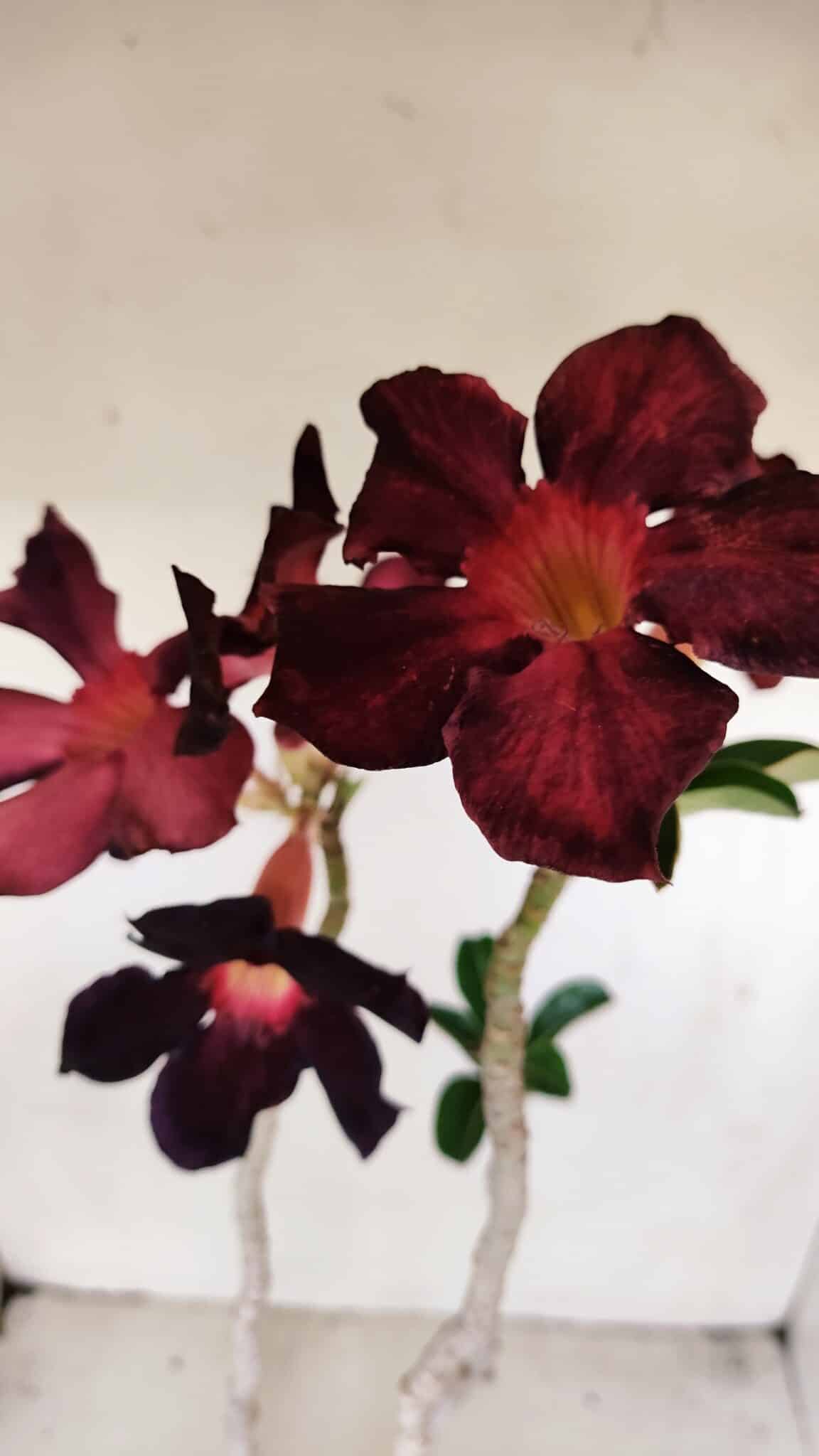 Planta Simples 3195 – 35cm – 03 anos - foto 4