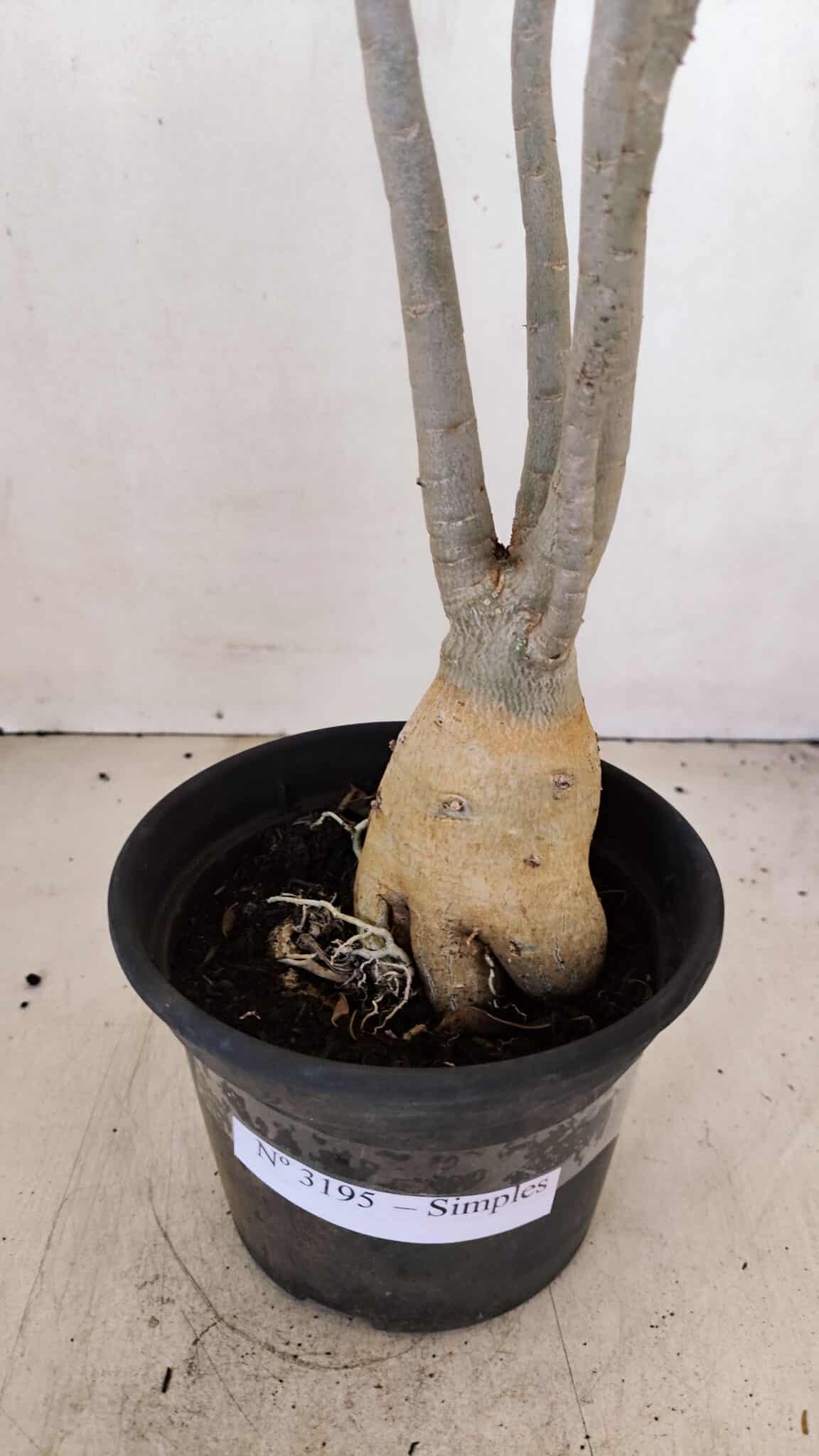 Planta Simples 3195 – 35cm – 03 anos - foto 7