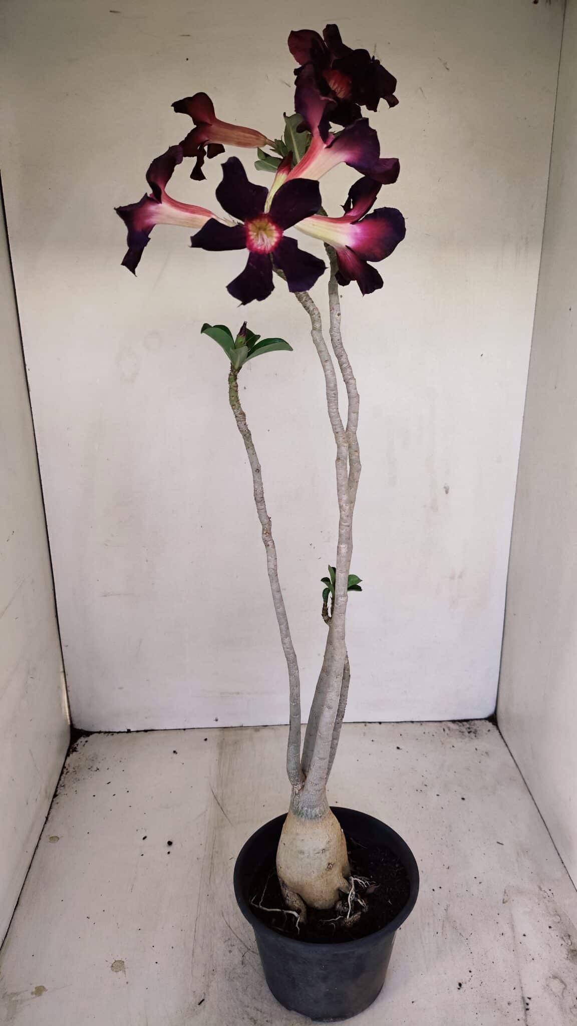 Planta Simples 3195 – 35cm – 03 anos - foto 6