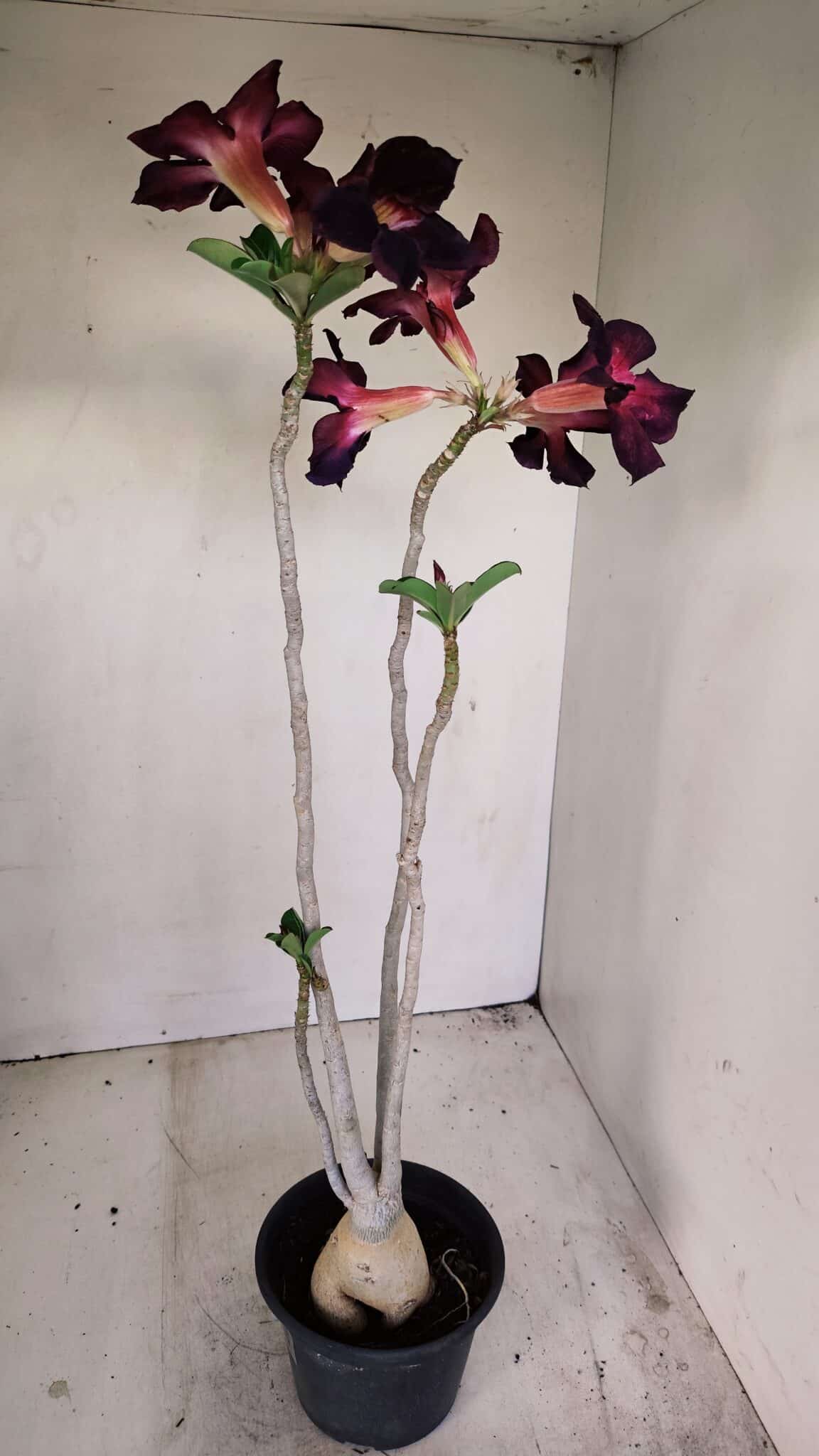 Planta Simples 3195 – 35cm – 03 anos - foto 5