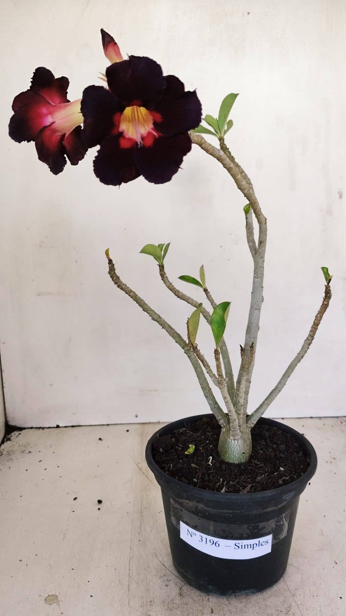 Planta Simples 3196 – 35cm – 03 anos - foto 2