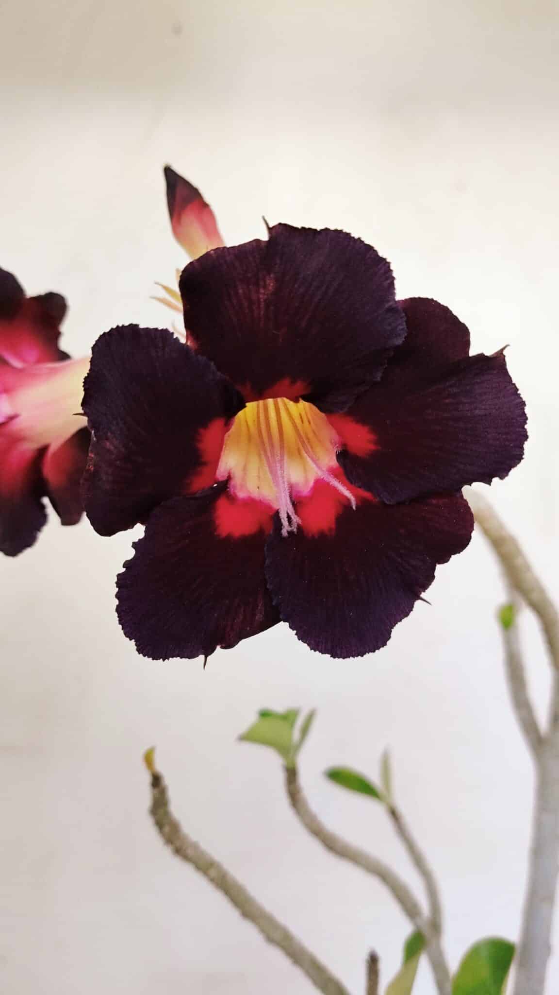 Planta Simples 3196 – 35cm – 03 anos - foto 3