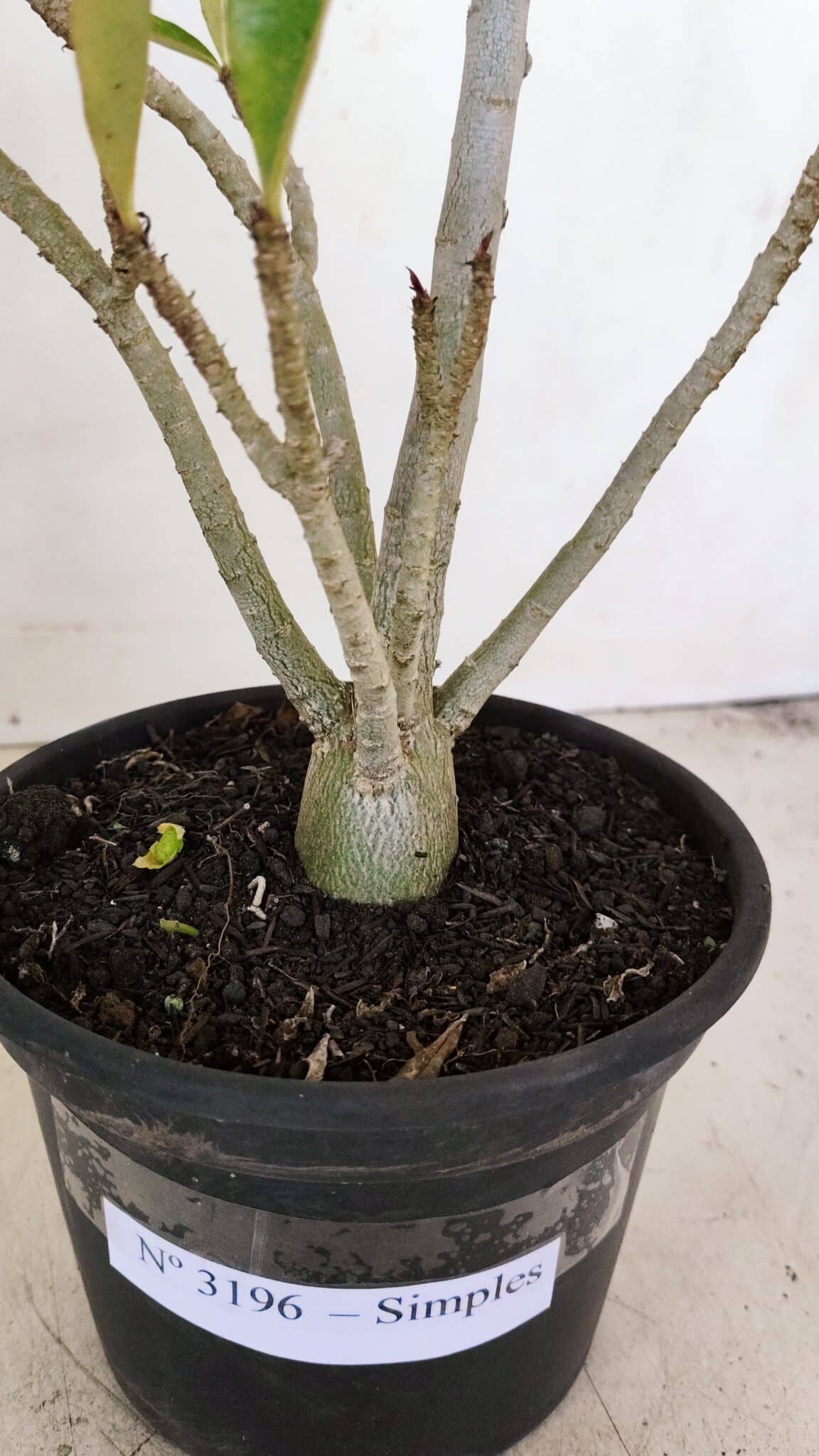 Planta Simples 3196 – 35cm – 03 anos - foto 8