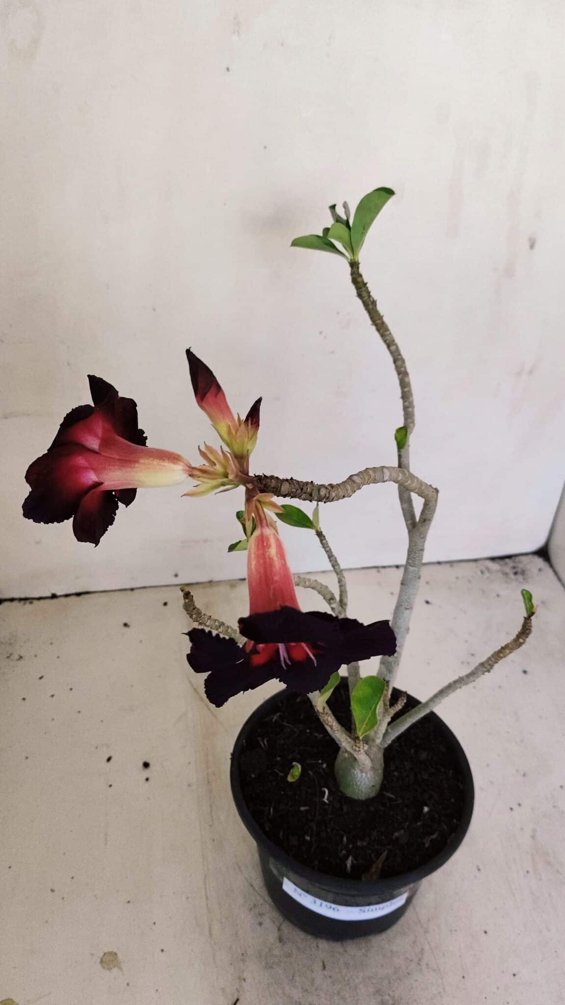 Planta Simples 3196 – 35cm – 03 anos - foto 7