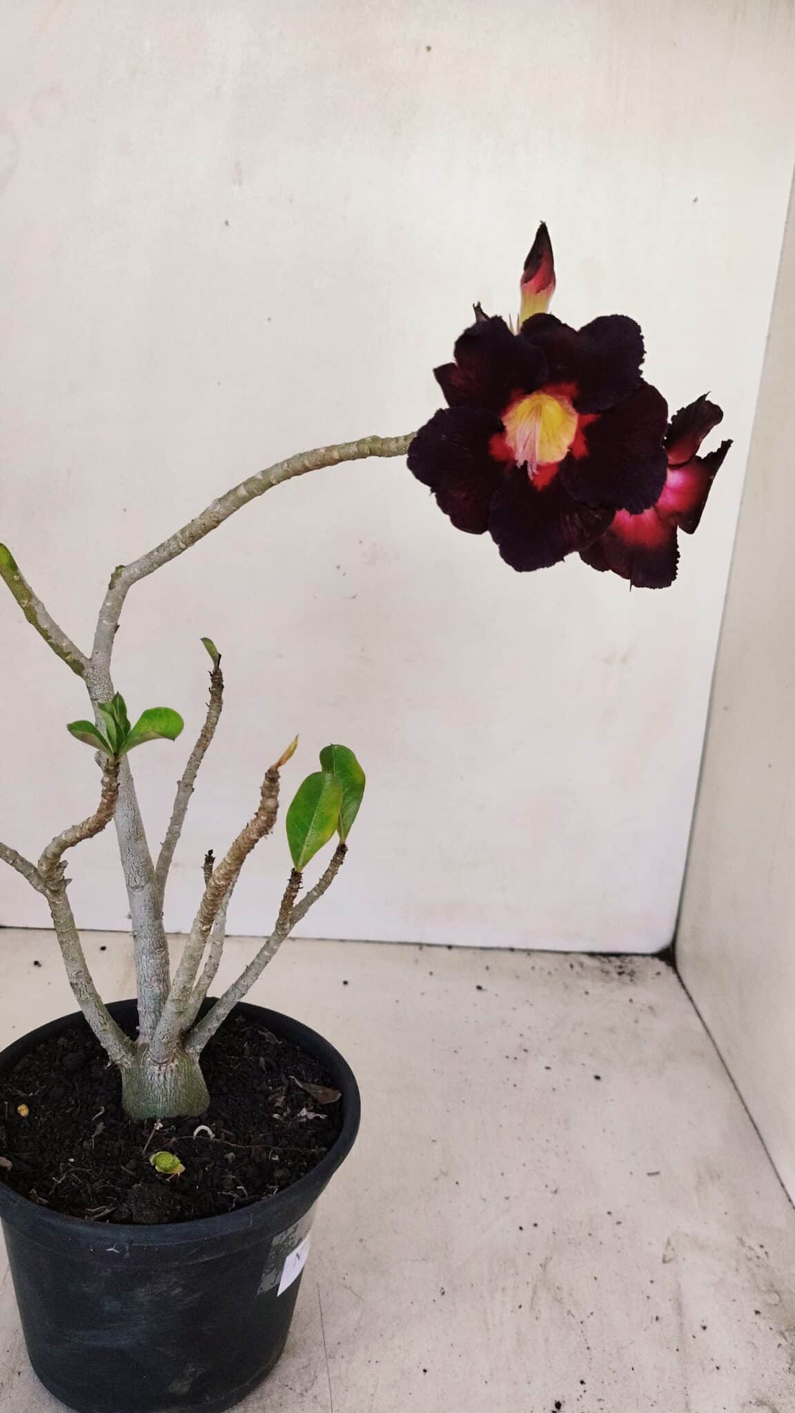 Planta Simples 3196 – 35cm – 03 anos - foto 6
