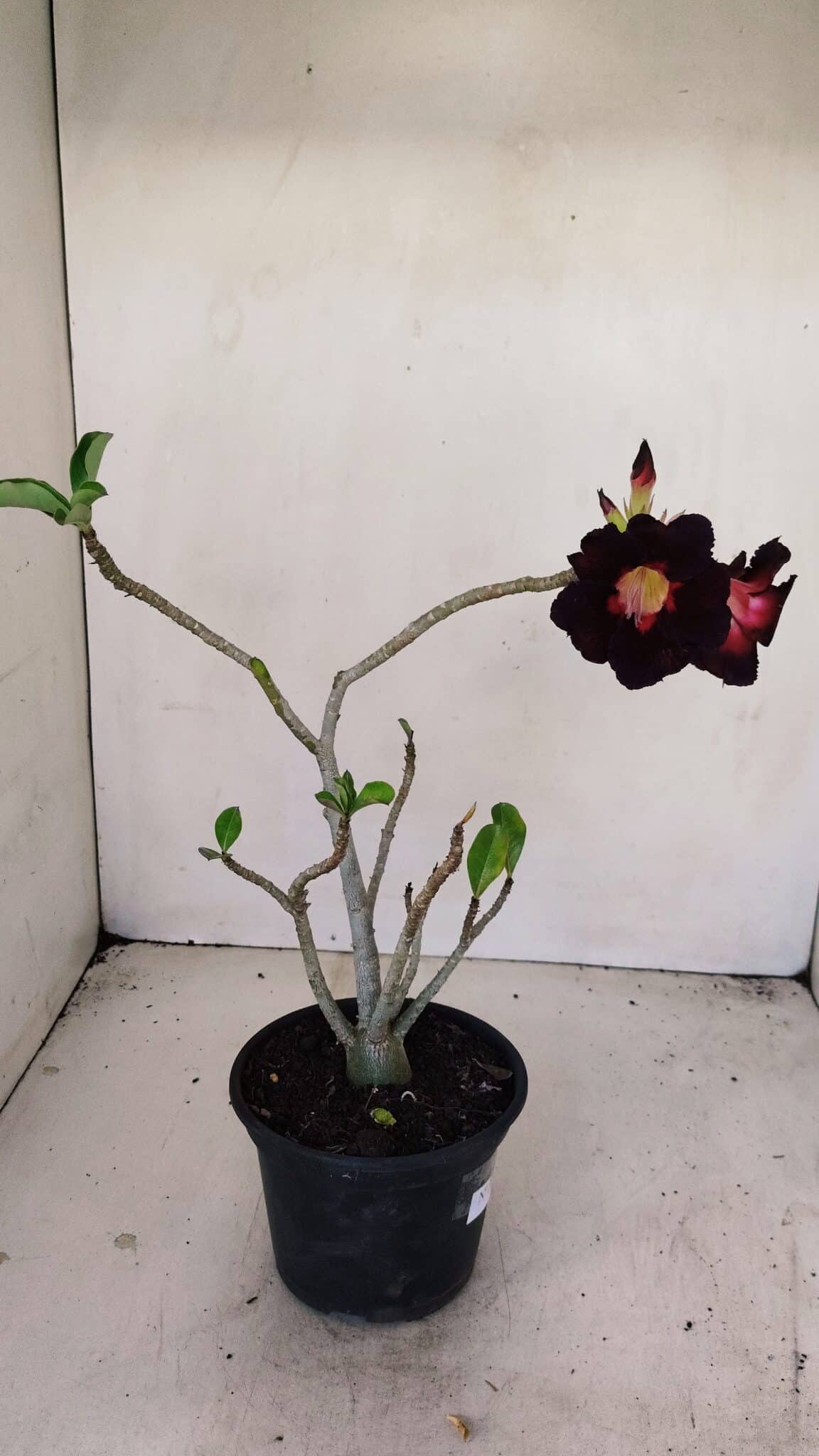 Planta Simples 3196 – 35cm – 03 anos - foto 5