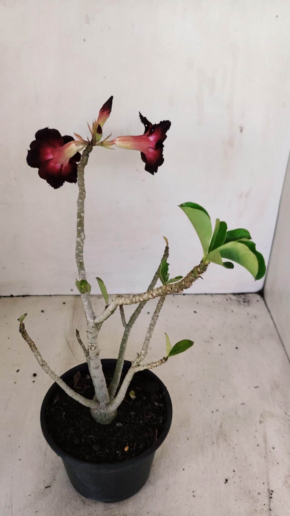 Planta Simples 3196 – 35cm – 03 anos - foto 4