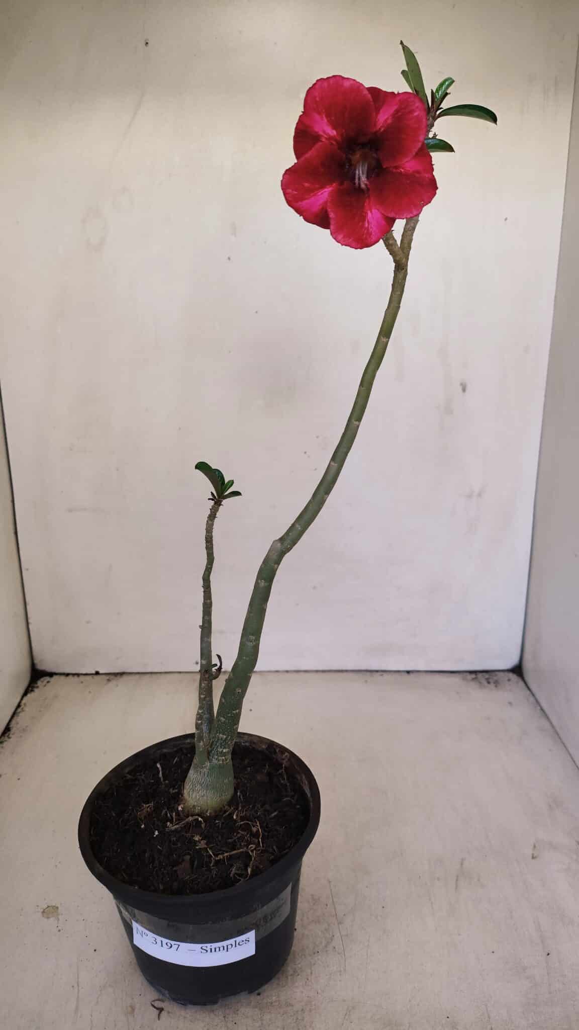 Planta Simples 3197 – 35cm – 03 anos - foto 2