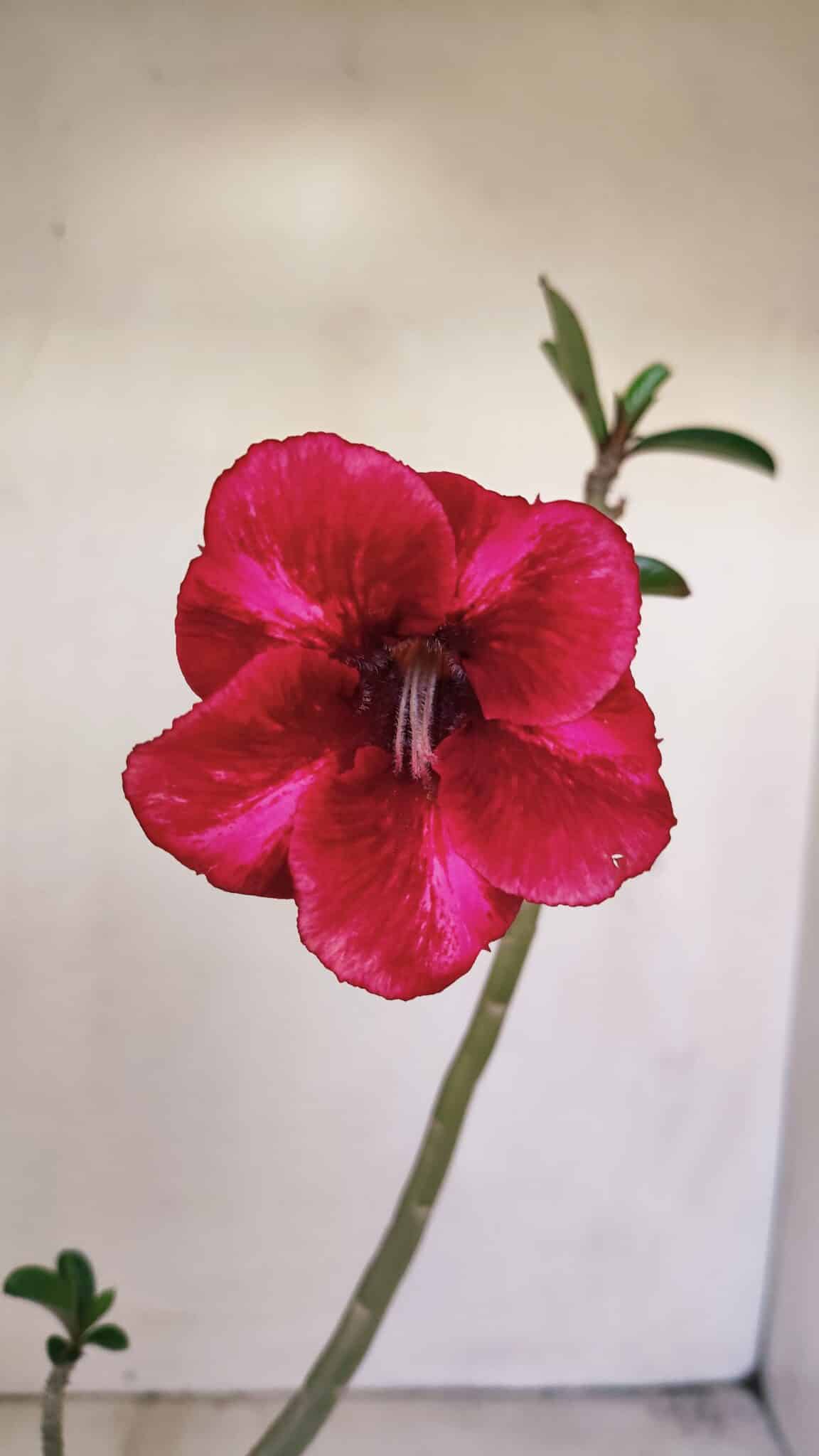 Planta Simples 3197 – 35cm – 03 anos - foto 3