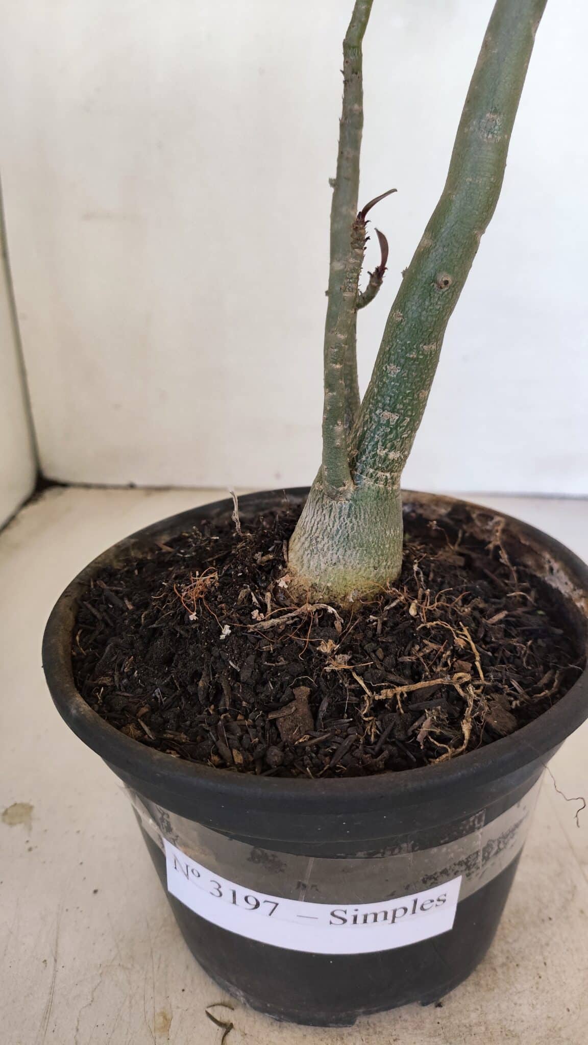 Planta Simples 3197 – 35cm – 03 anos - foto 6