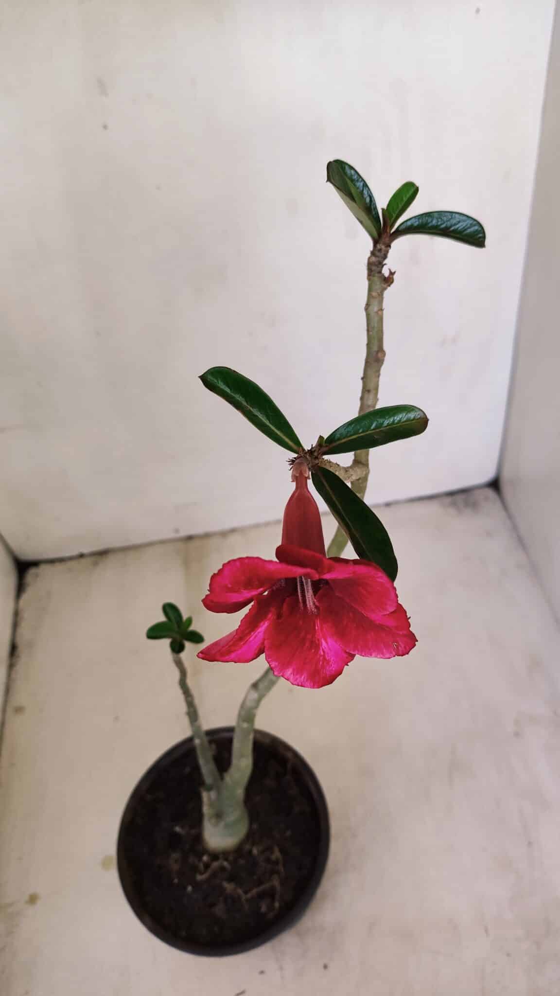Planta Simples 3197 – 35cm – 03 anos - foto 4
