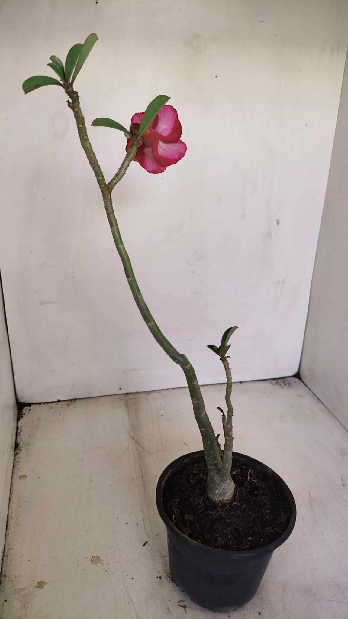 Planta Simples 3197 – 35cm – 03 anos - foto 5