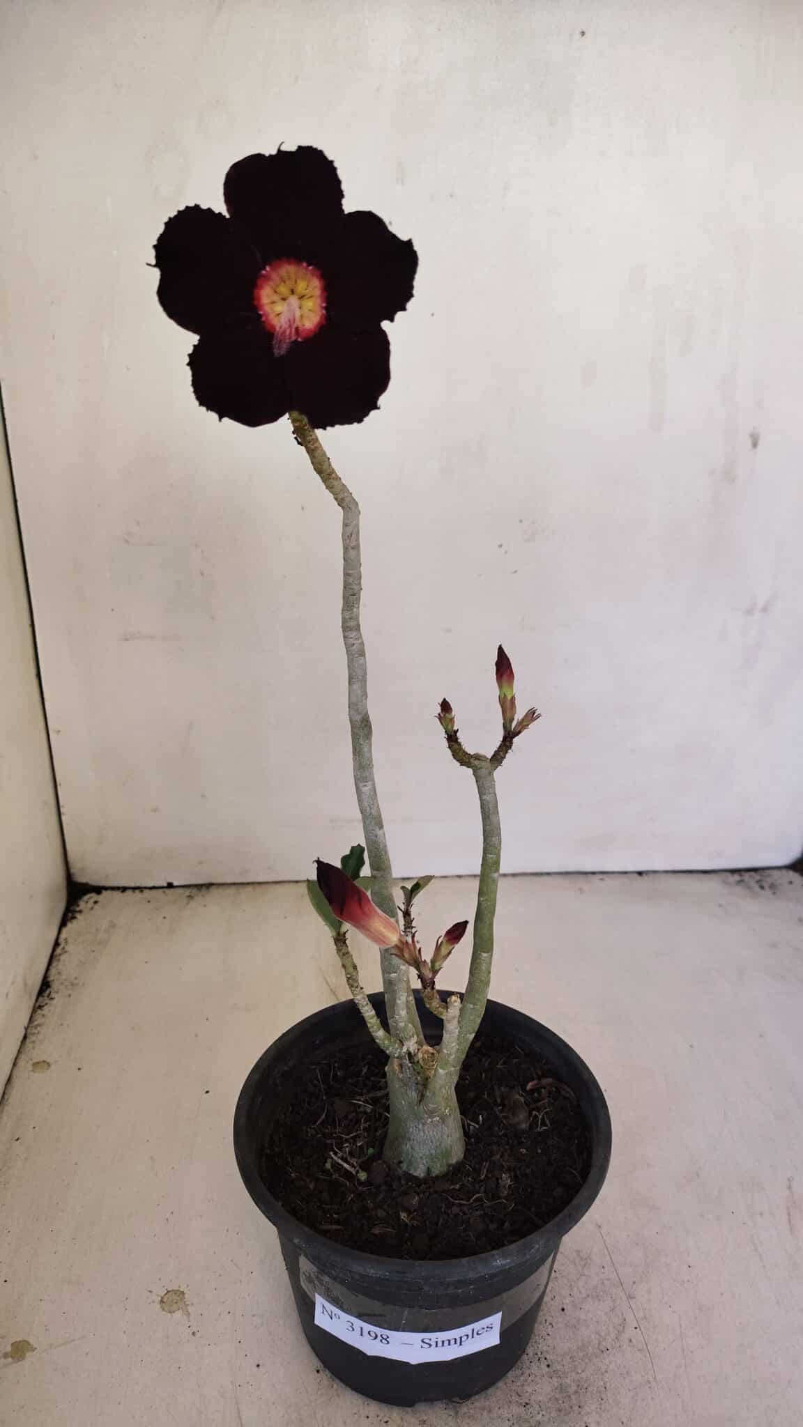 Planta Simples 3198 – 30cm – 03 anos - foto 2
