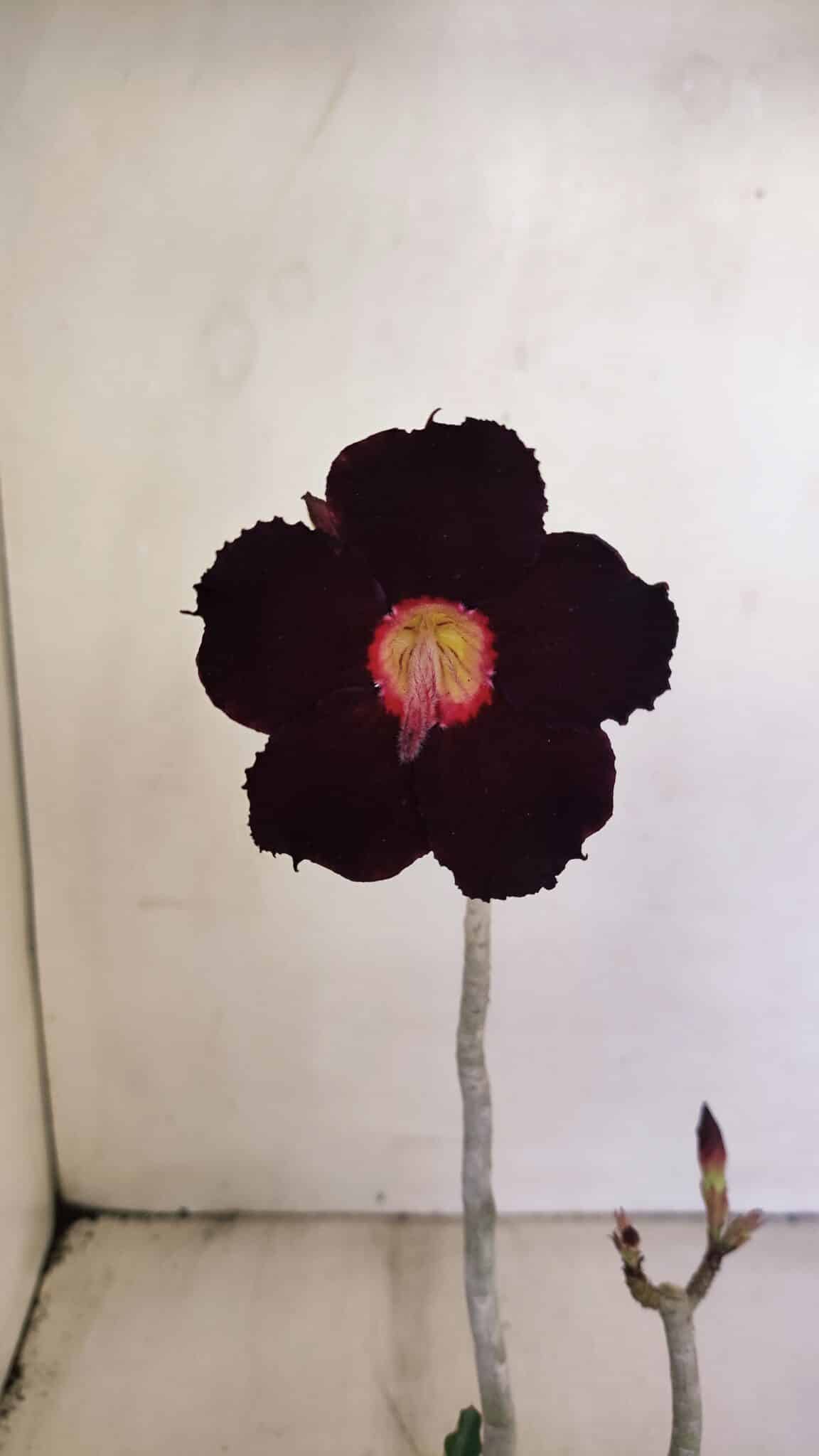 Planta Simples 3198 – 30cm – 03 anos - foto 3