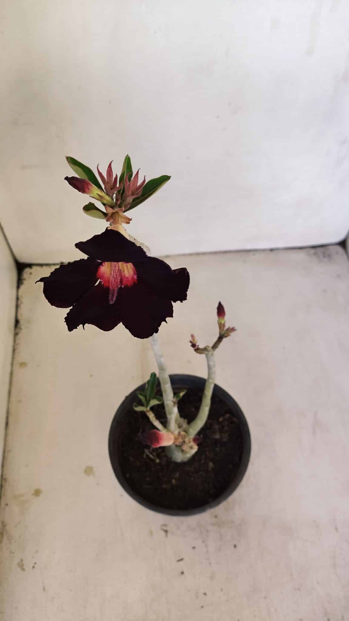 Planta Simples 3198 – 30cm – 03 anos - foto 4