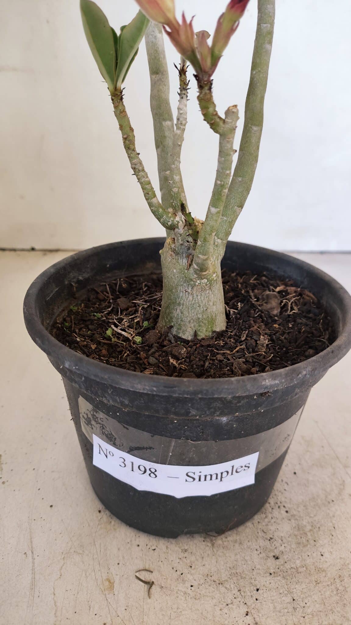 Planta Simples 3198 – 30cm – 03 anos - foto 7