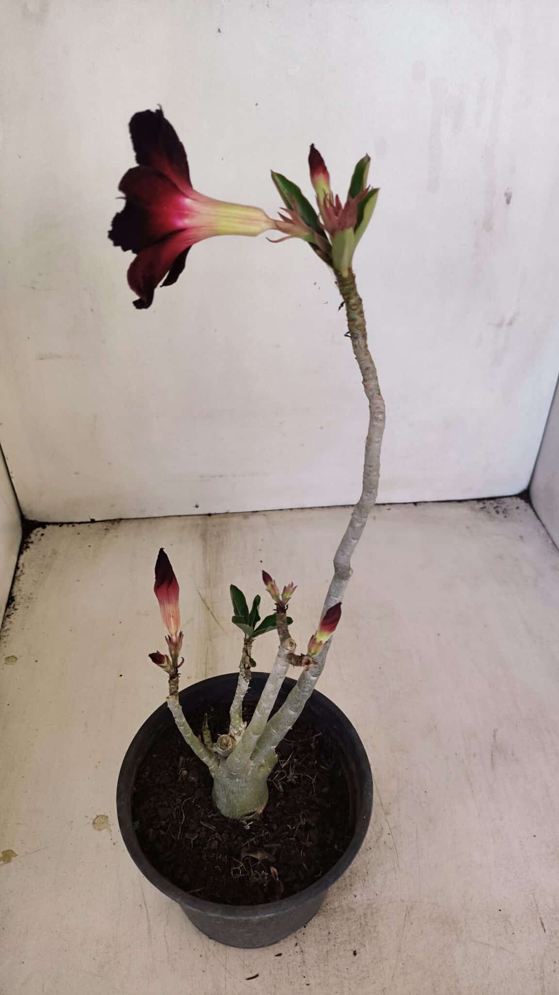 Planta Simples 3198 – 30cm – 03 anos - foto 6