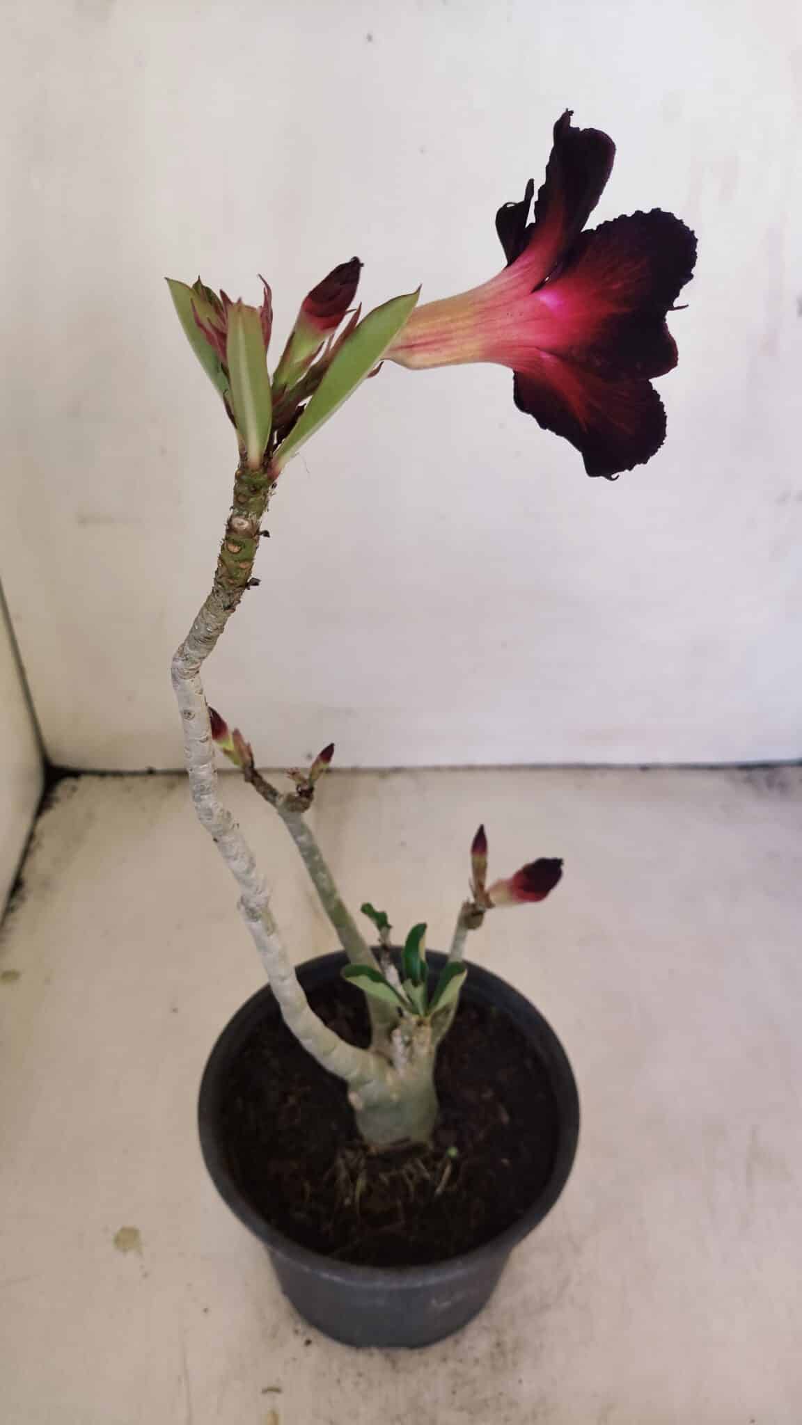 Planta Simples 3198 – 30cm – 03 anos - foto 5