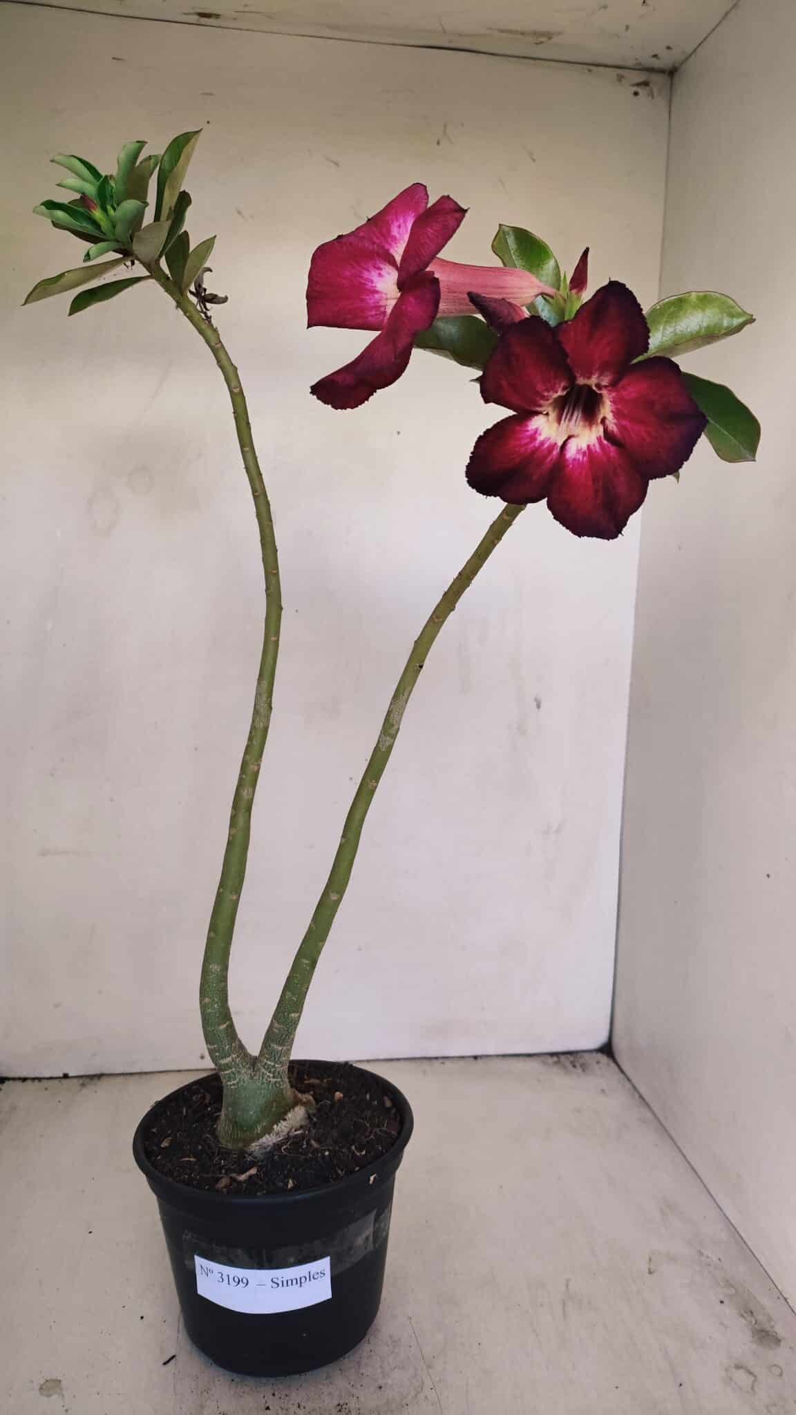 Planta Simples 3199 – 35cm – 03 anos - foto 2