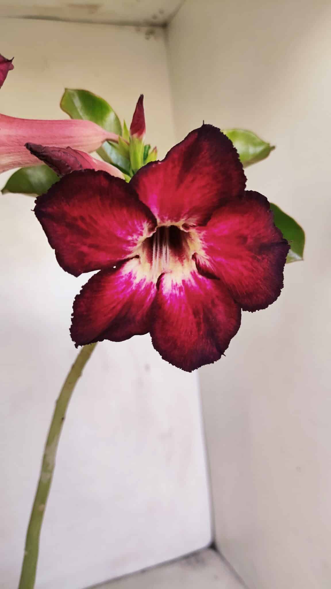 Planta Simples 3199 – 35cm – 03 anos - foto 3