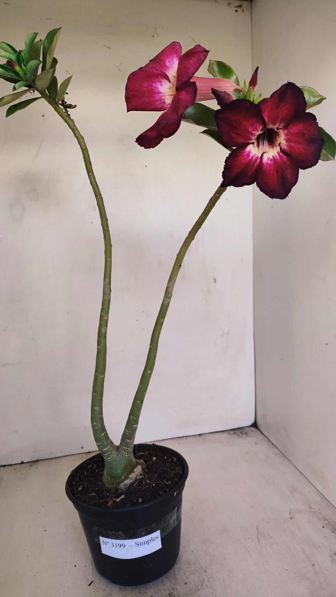 Planta Simples 3199 – 35cm – 03 anos - foto 7