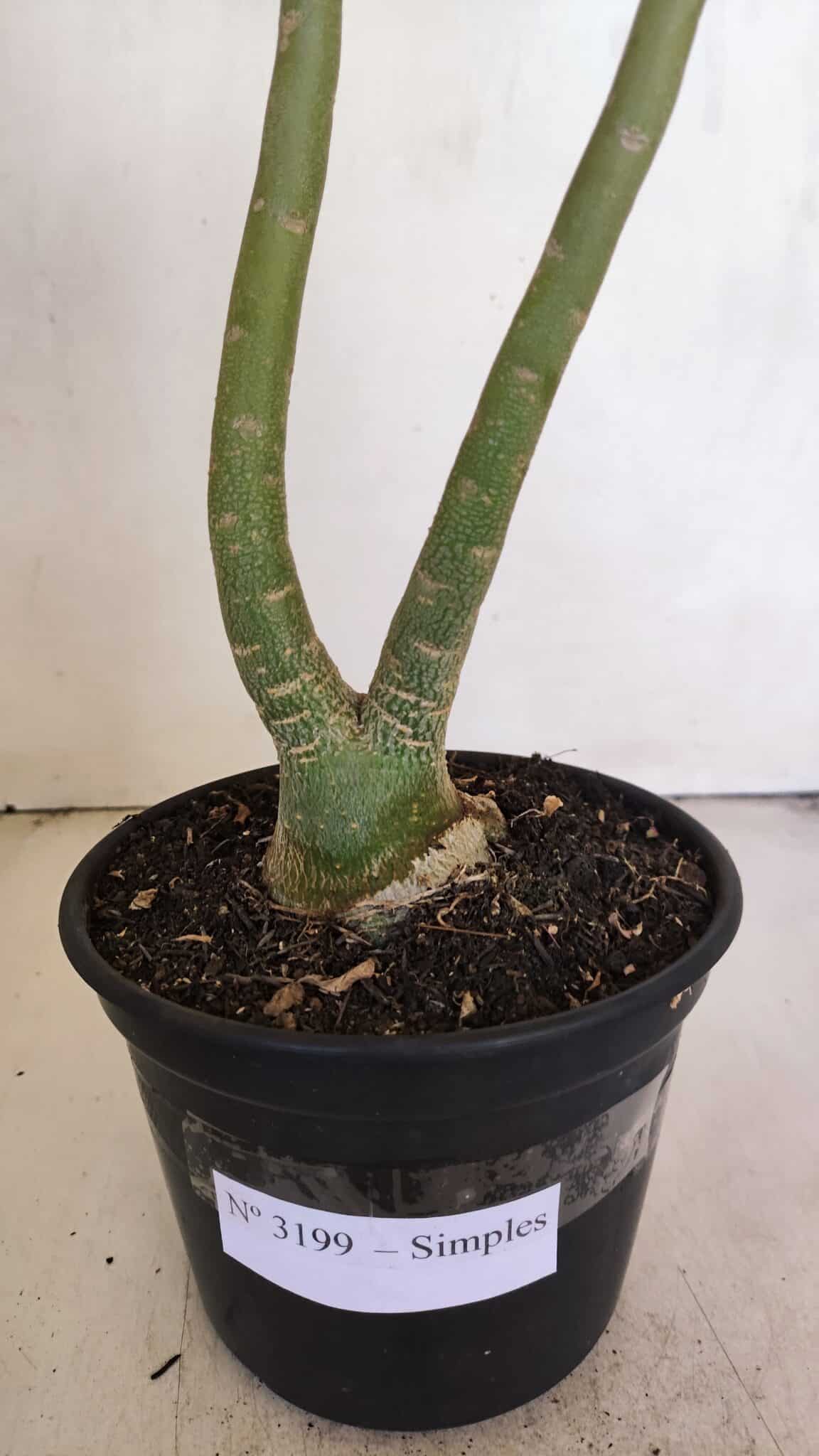 Planta Simples 3199 – 35cm – 03 anos - foto 6