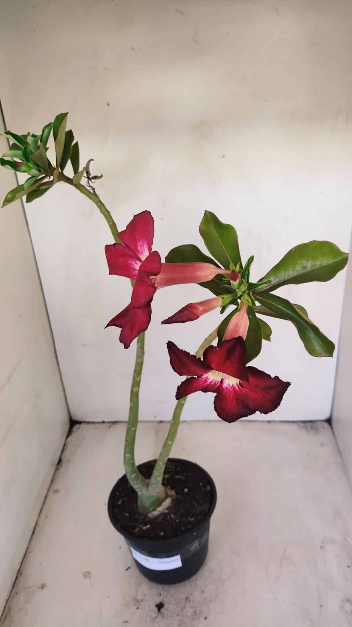 Planta Simples 3199 – 35cm – 03 anos - foto 5