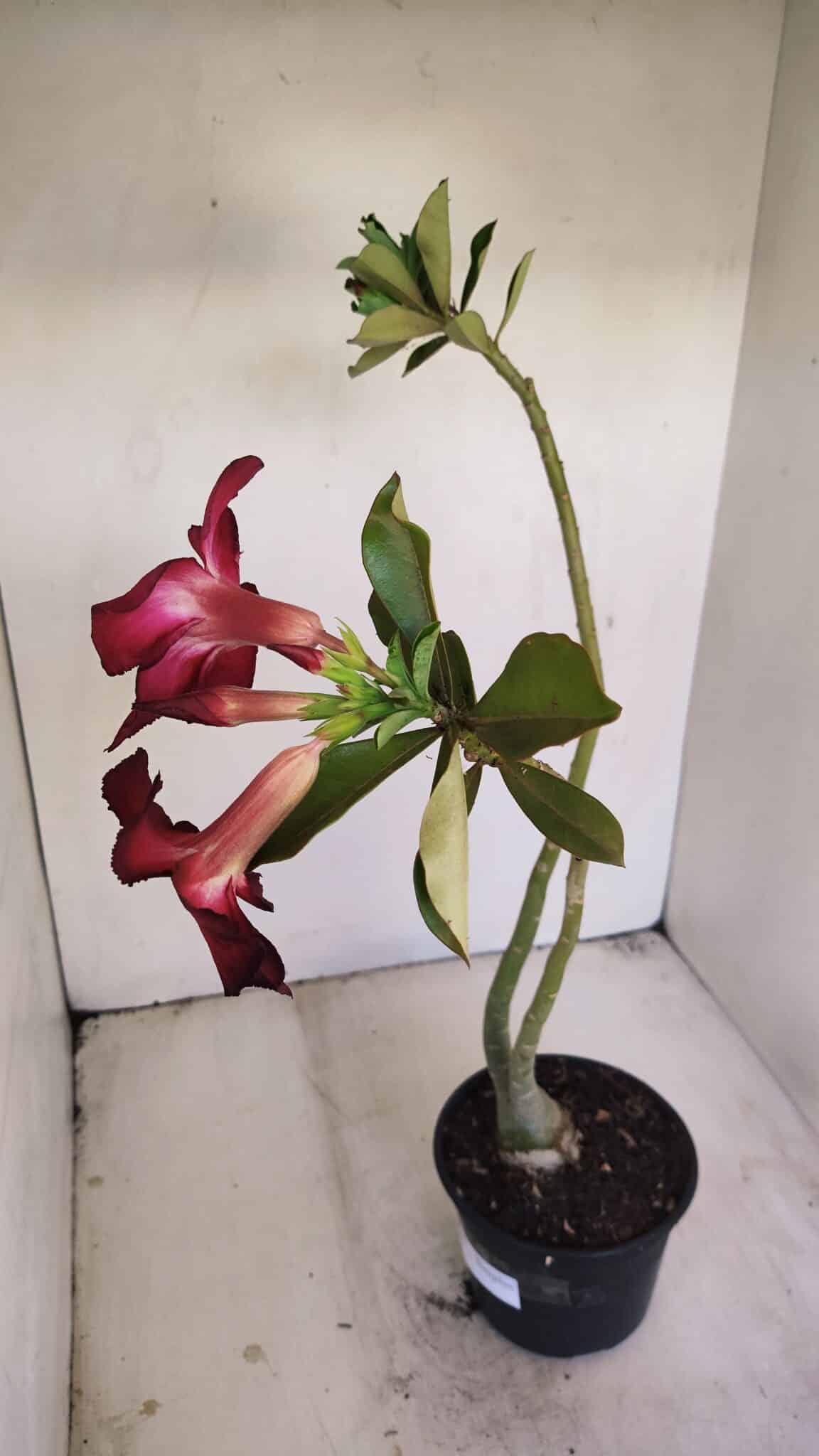 Planta Simples 3199 – 35cm – 03 anos - foto 4