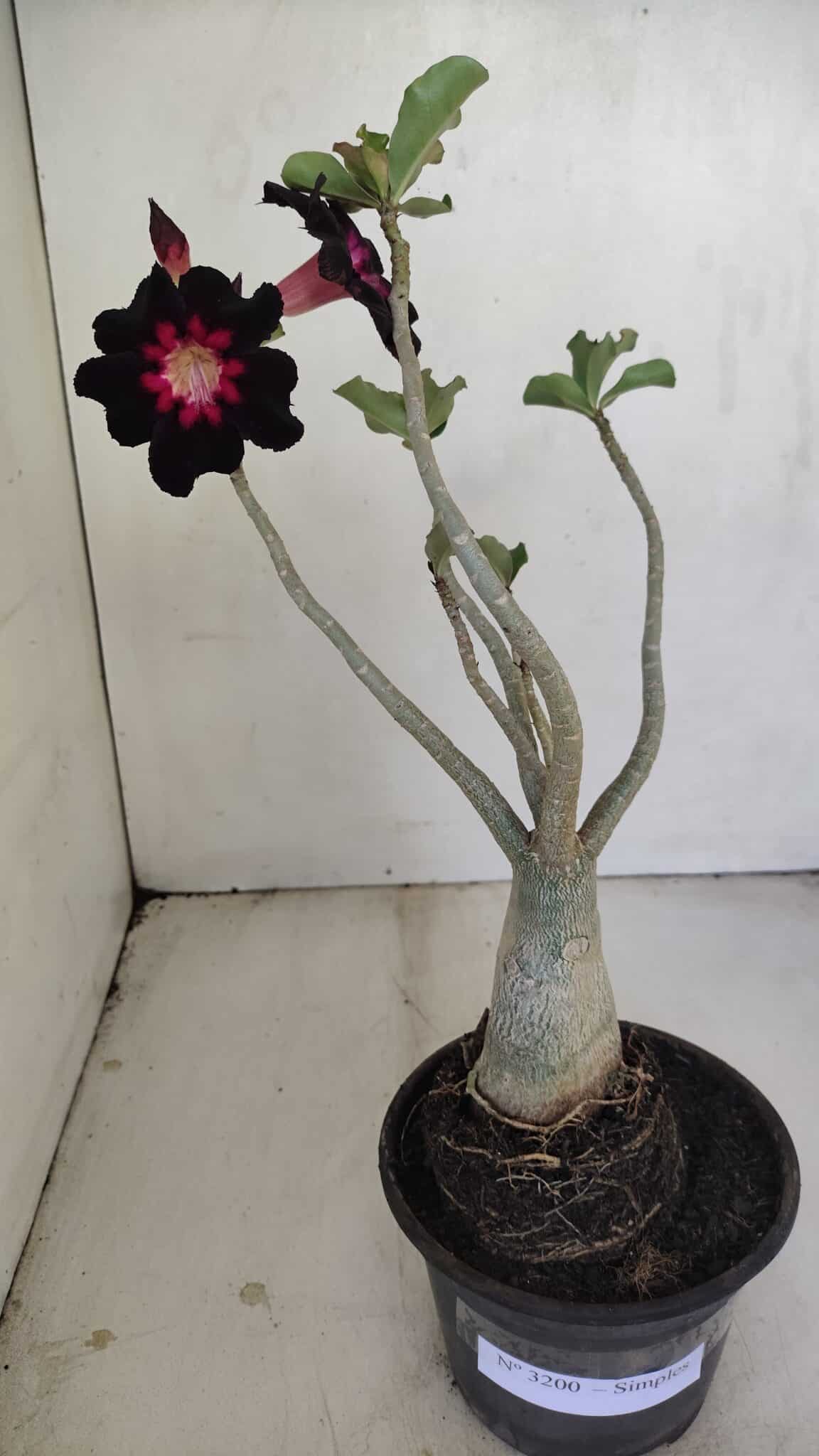 Planta Simples 3200 – 35cm – 03 anos - foto 2