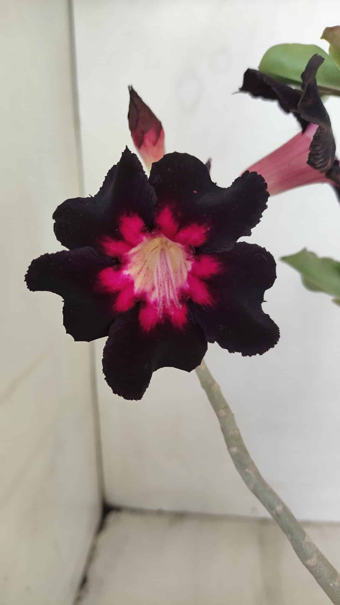 Planta Simples 3200 – 35cm – 03 anos - foto 3