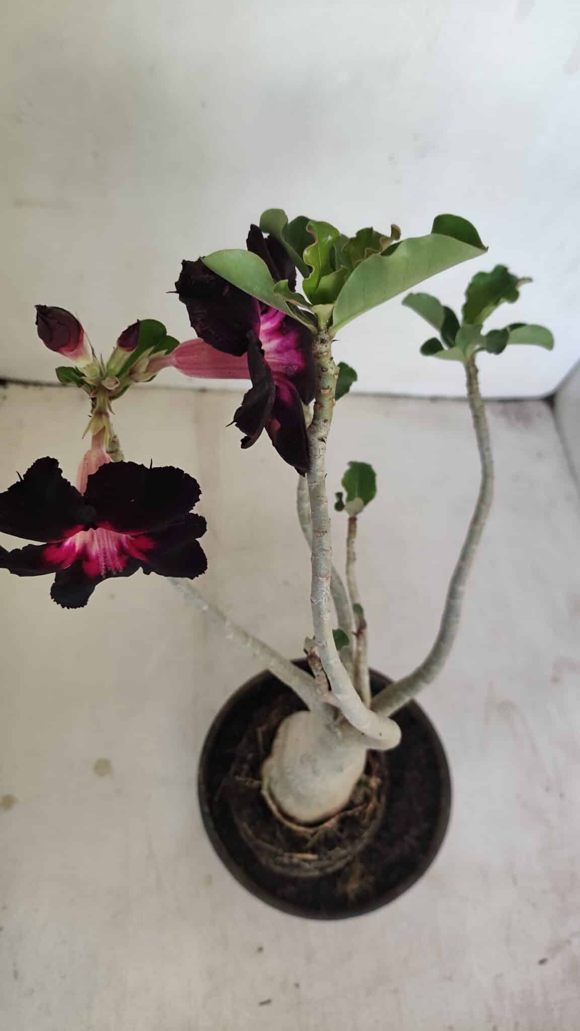Planta Simples 3200 – 35cm – 03 anos - foto 4