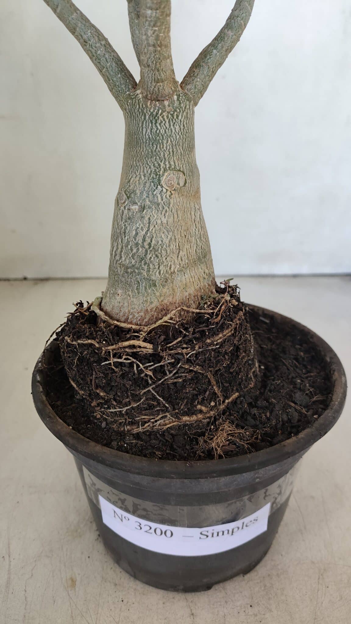 Planta Simples 3200 – 35cm – 03 anos - foto 6